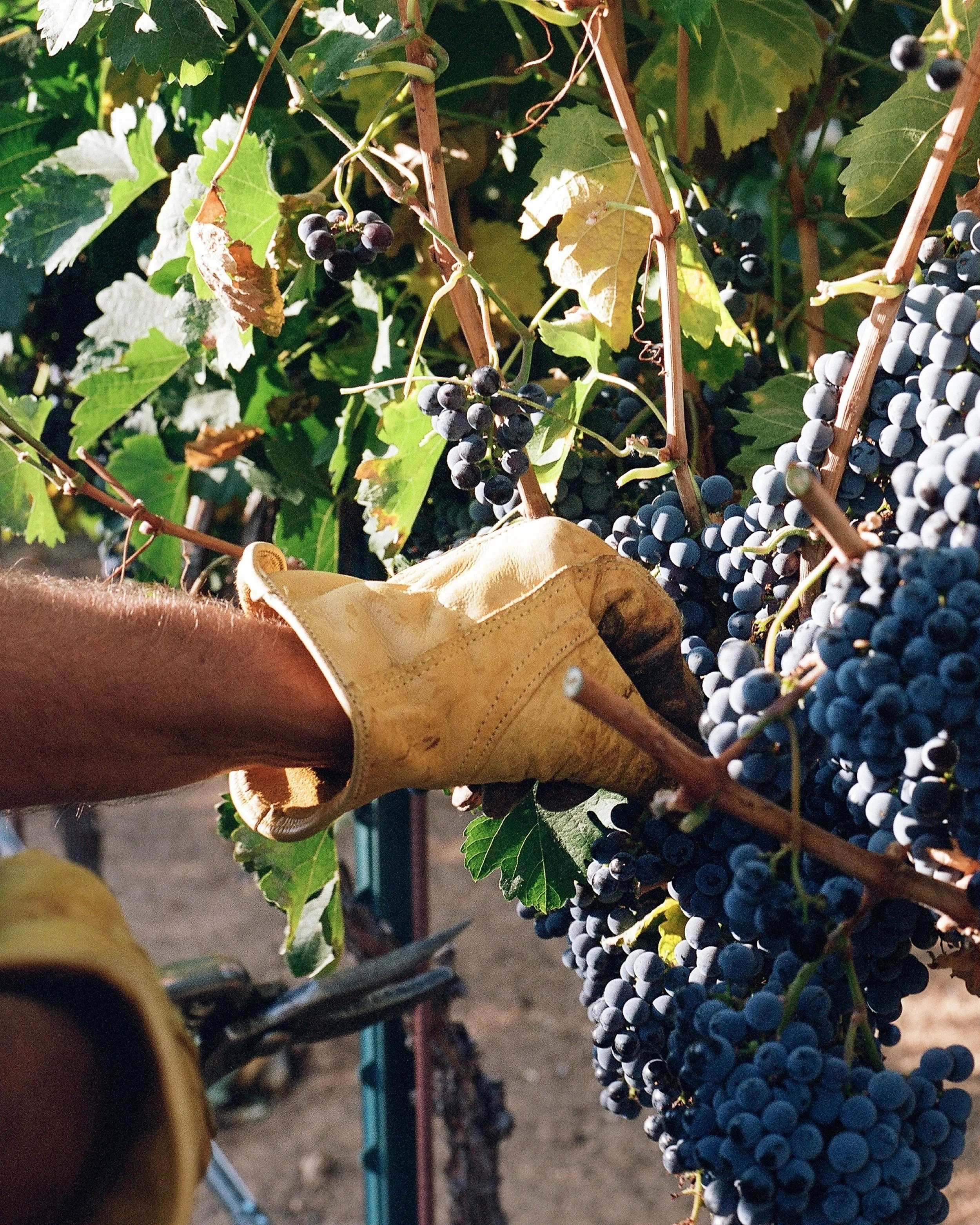 _wildlife_vineyards_harvest_jaime_valdovino_photography-aug-28-3.jpg
