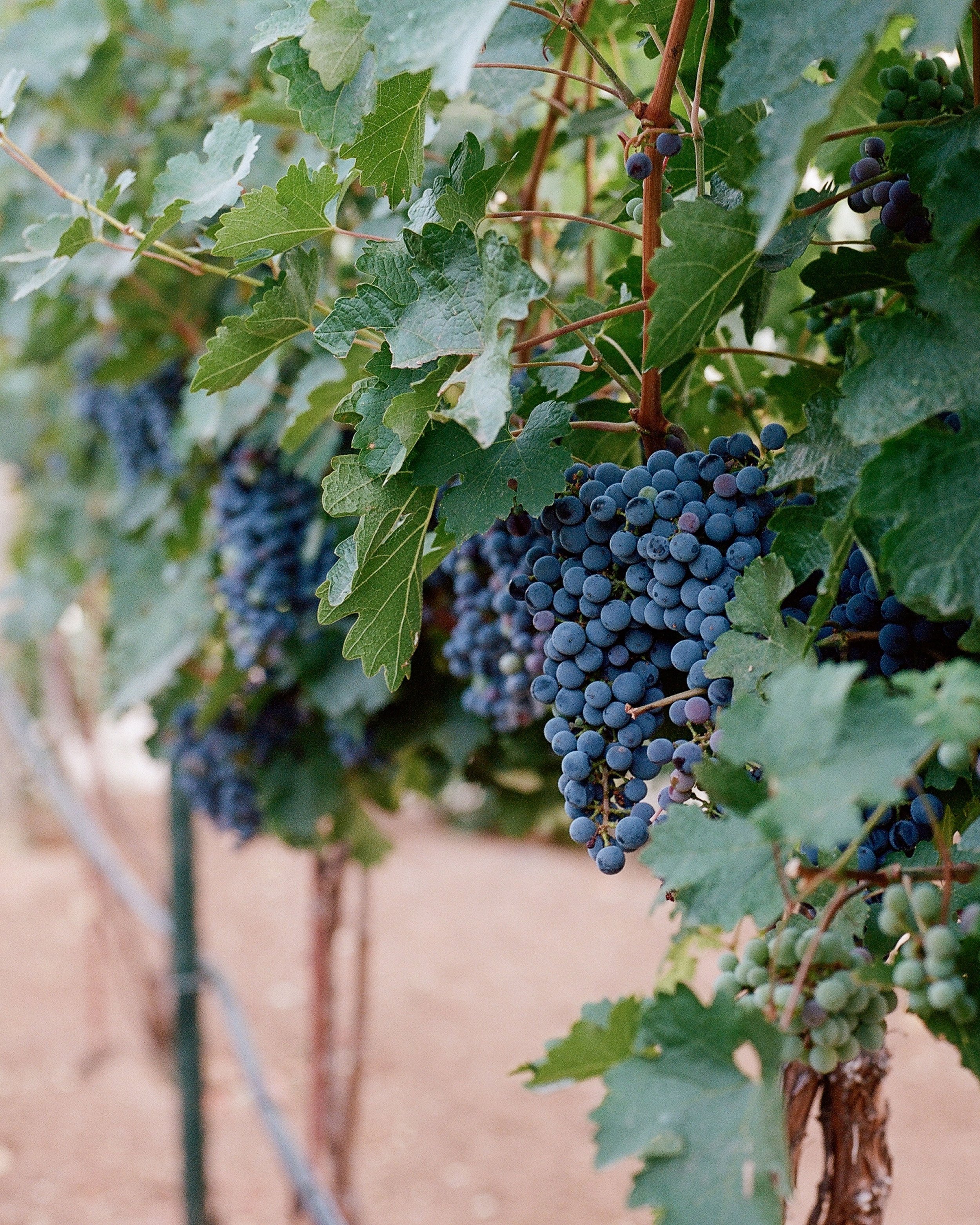 _wildlife_vineyards_cab_jaime_valdovino_photography-aug-18-2.jpg