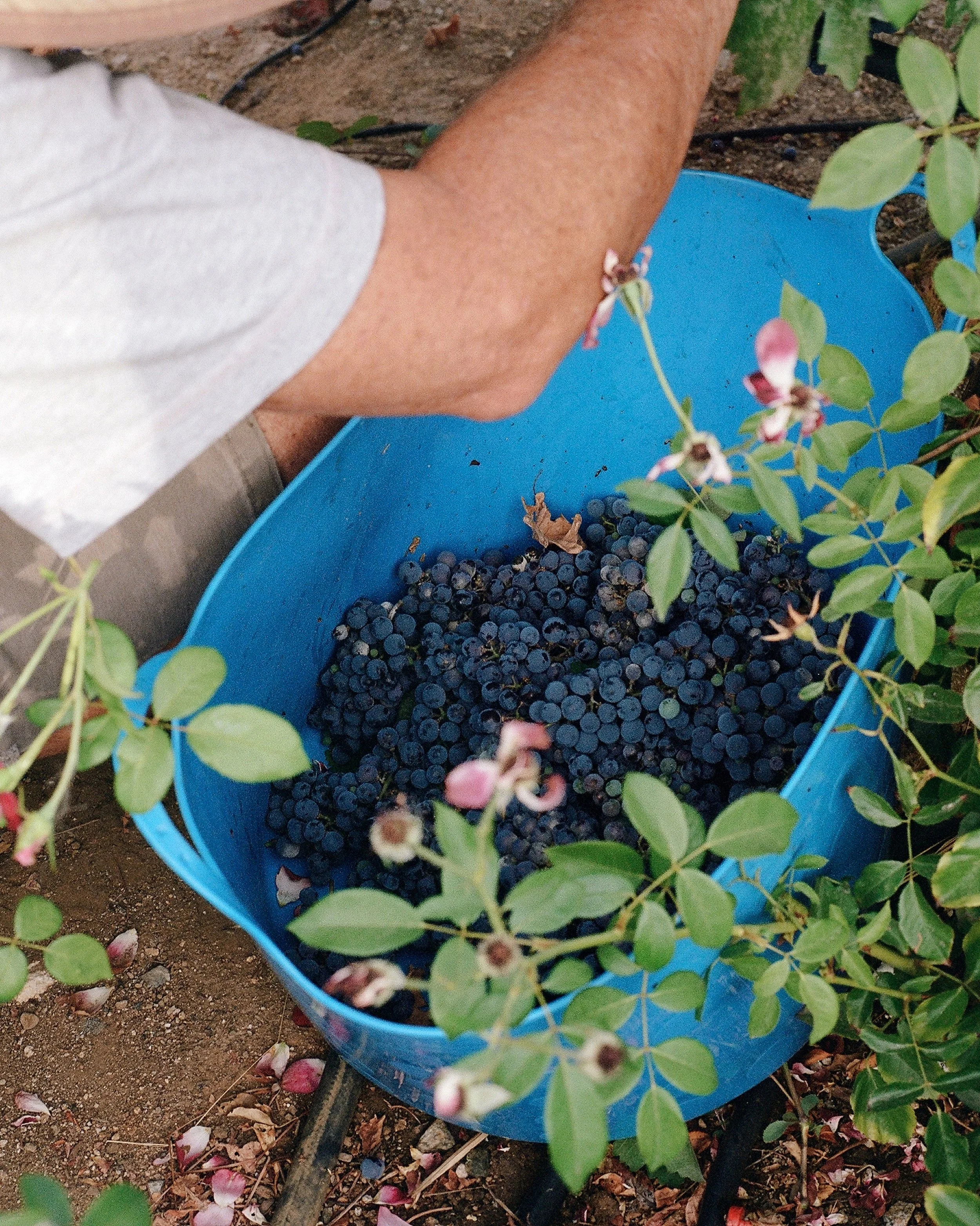 _wildlife_vineyards_harvest_jaime_valdovino_photography-aug-28-BH-1.jpg