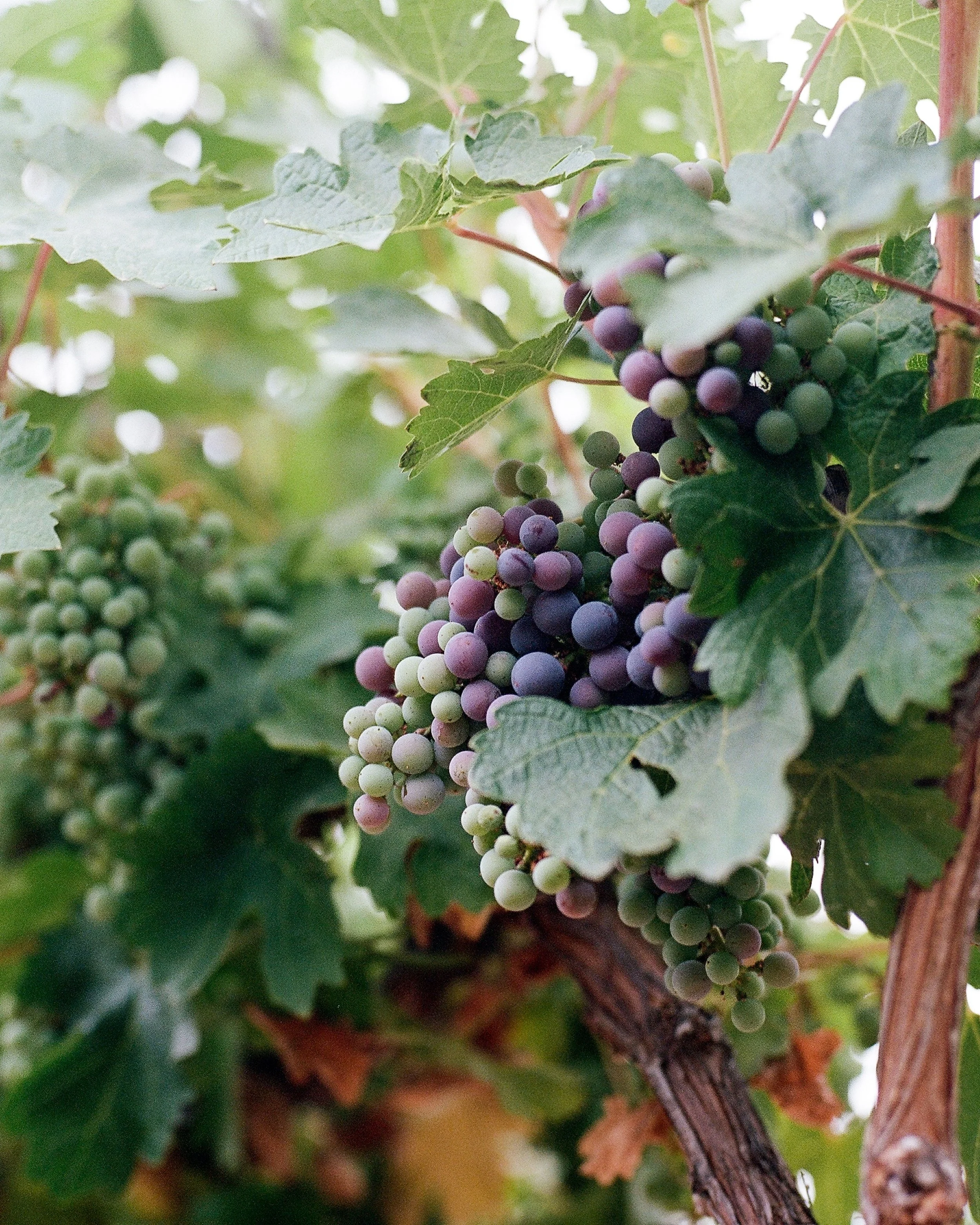 _wildlife_vineyards_barbera_jaime_valdovino_photography-aug-1-4.jpg