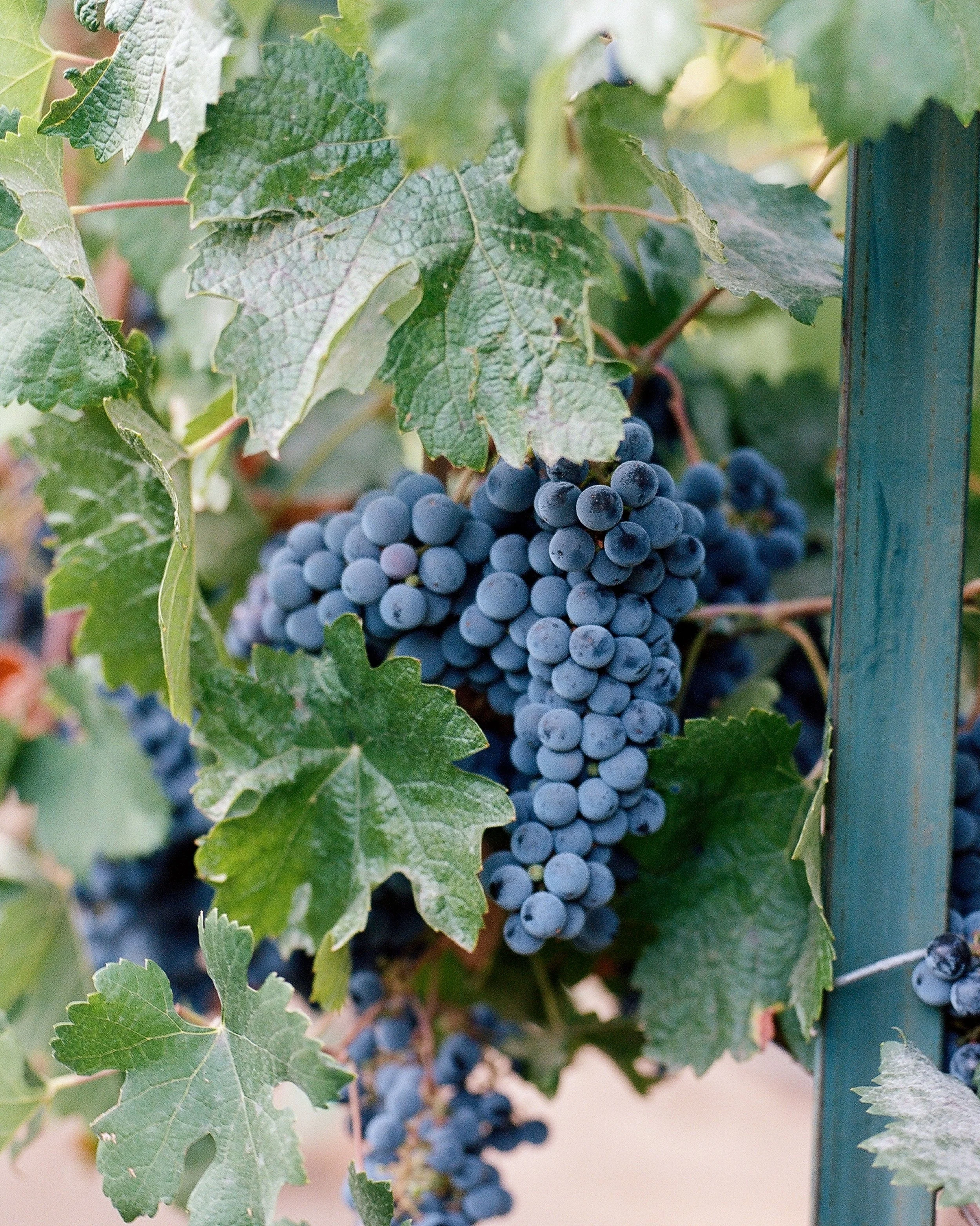 _wildlife_vineyards_merlot_jaime_valdovino_photography-aug-27-R1.jpg