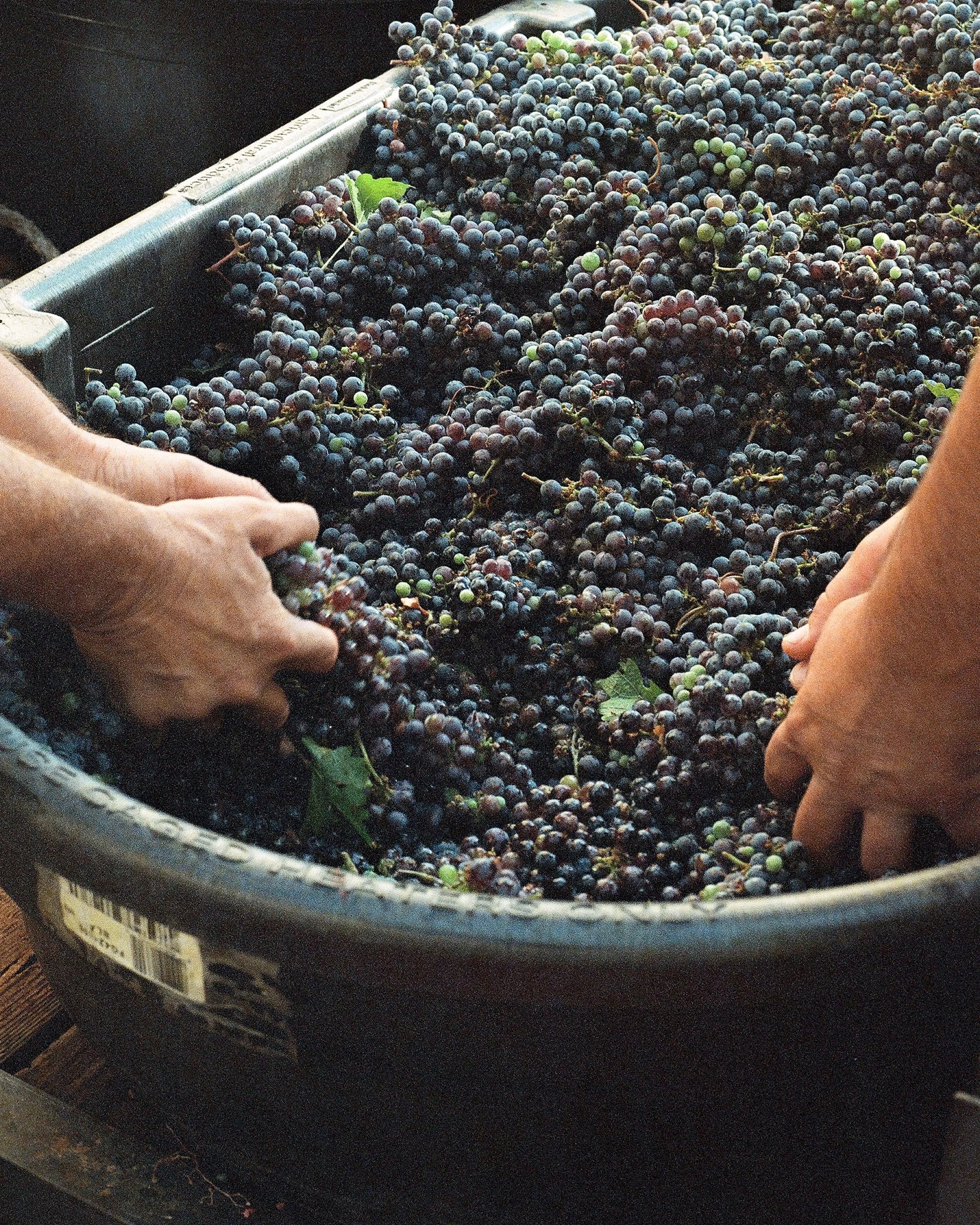 _wildlife_vineyards_harvest-aug-21-19.jpg