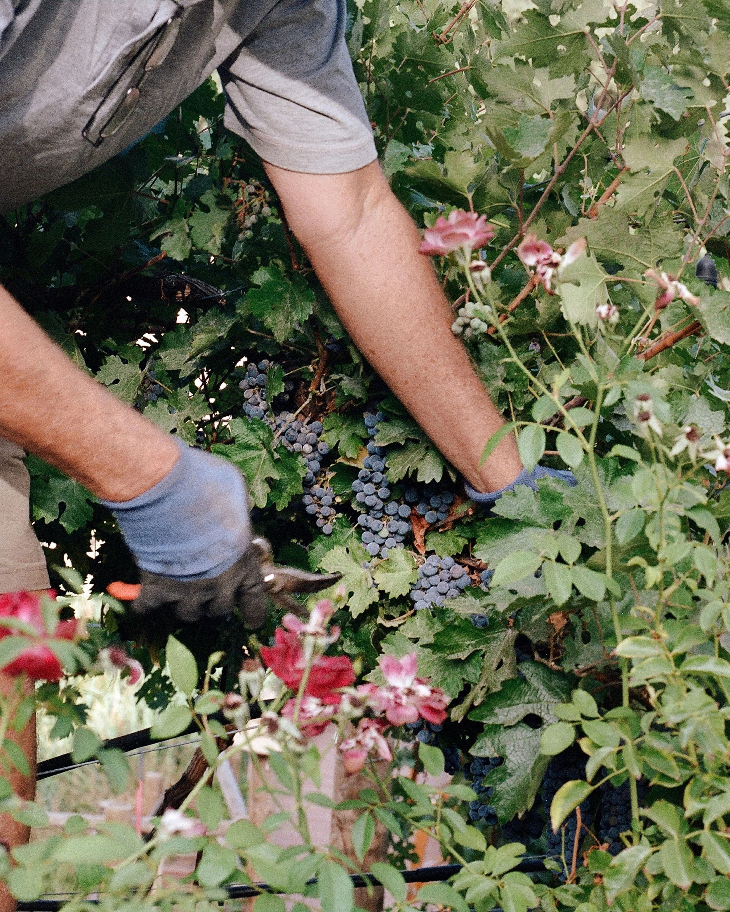 _wildlife_vineyards_harvest_jaime_valdovino_photography-aug-28-7.jpg