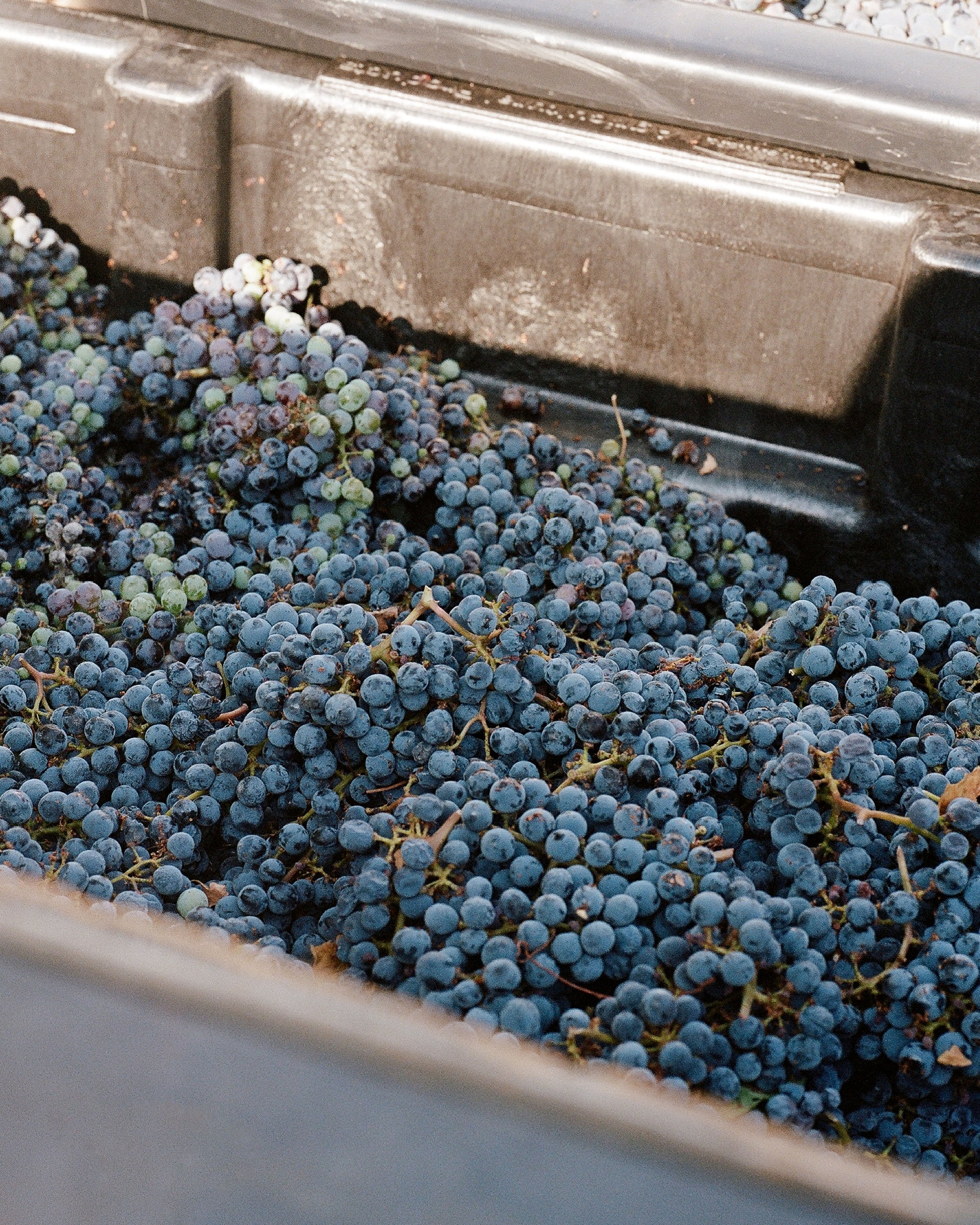 _wildlife_vineyards_harvest-aug-21-8.jpg