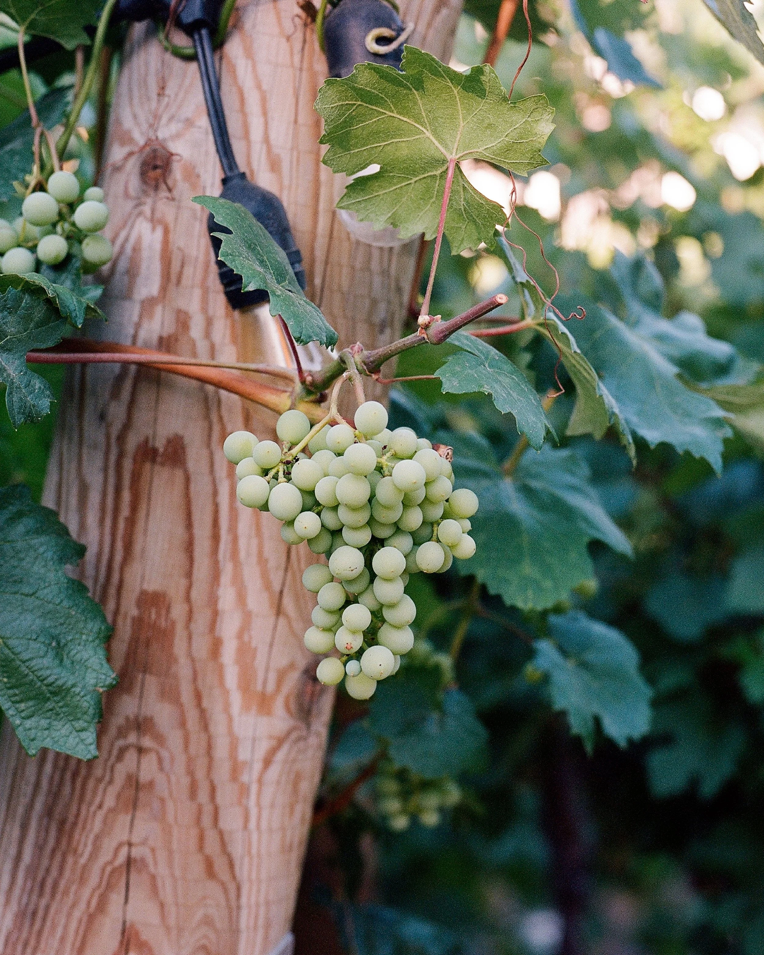 _wildlife_vineyards_barbera_jaime_valdovino_photography-aug-10.jpg-3.jpg
