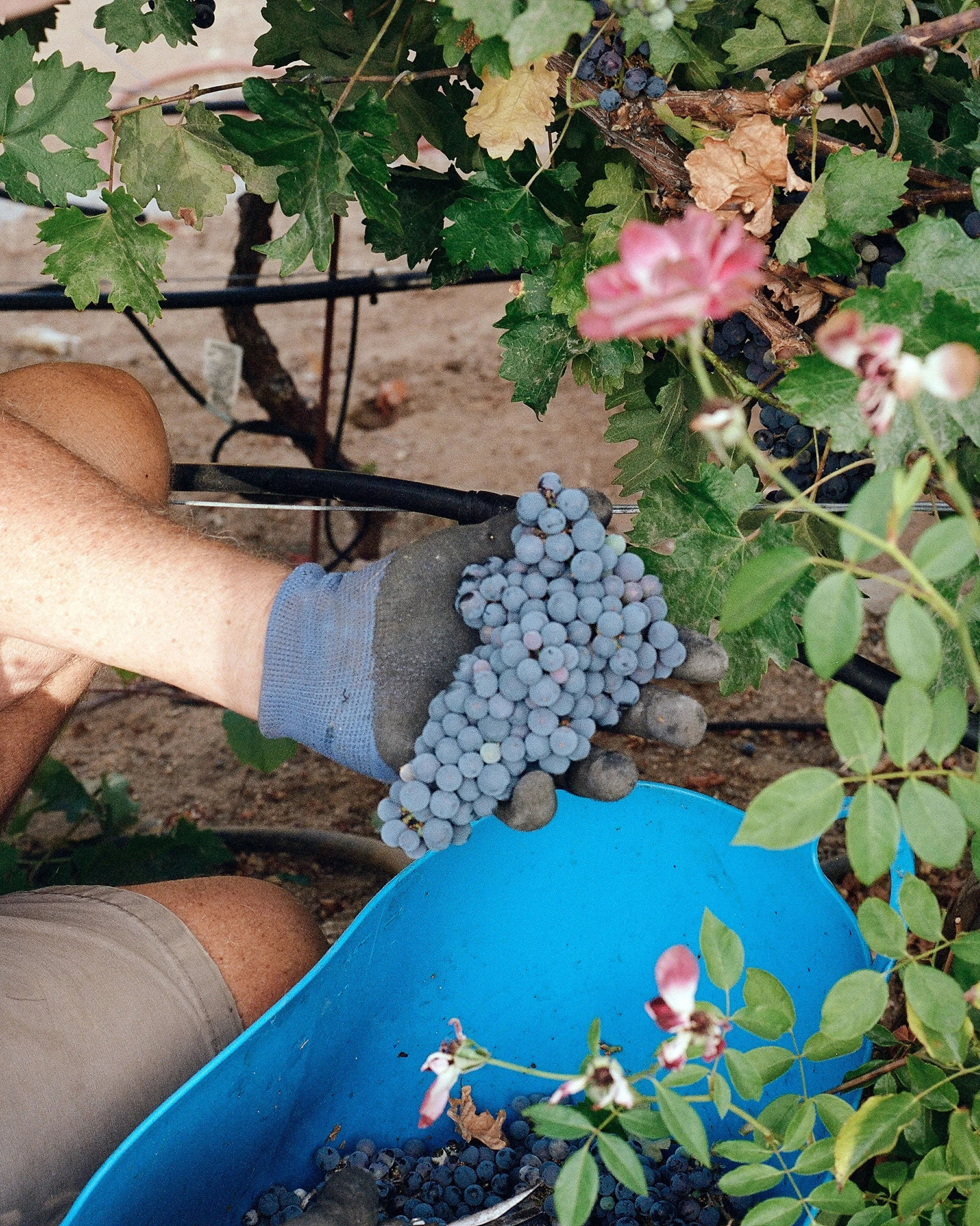 _wildlife_vineyards_harvest_jaime_valdovino_photography-aug-28-8.jpg