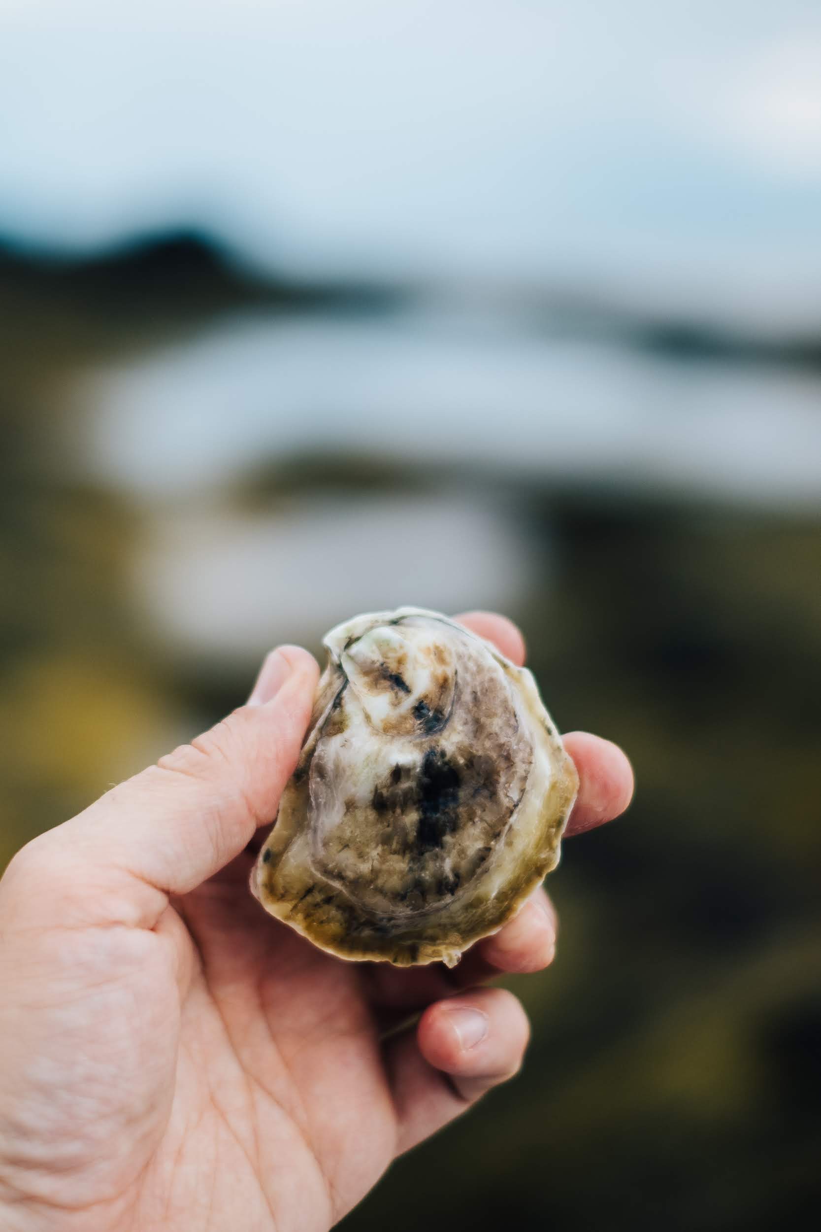 Eventide_Allagash Oyster 101-1-9.jpg