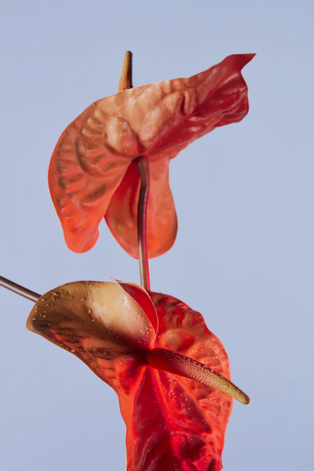MaxxRoyalKemer_Flowers_0181.jpg