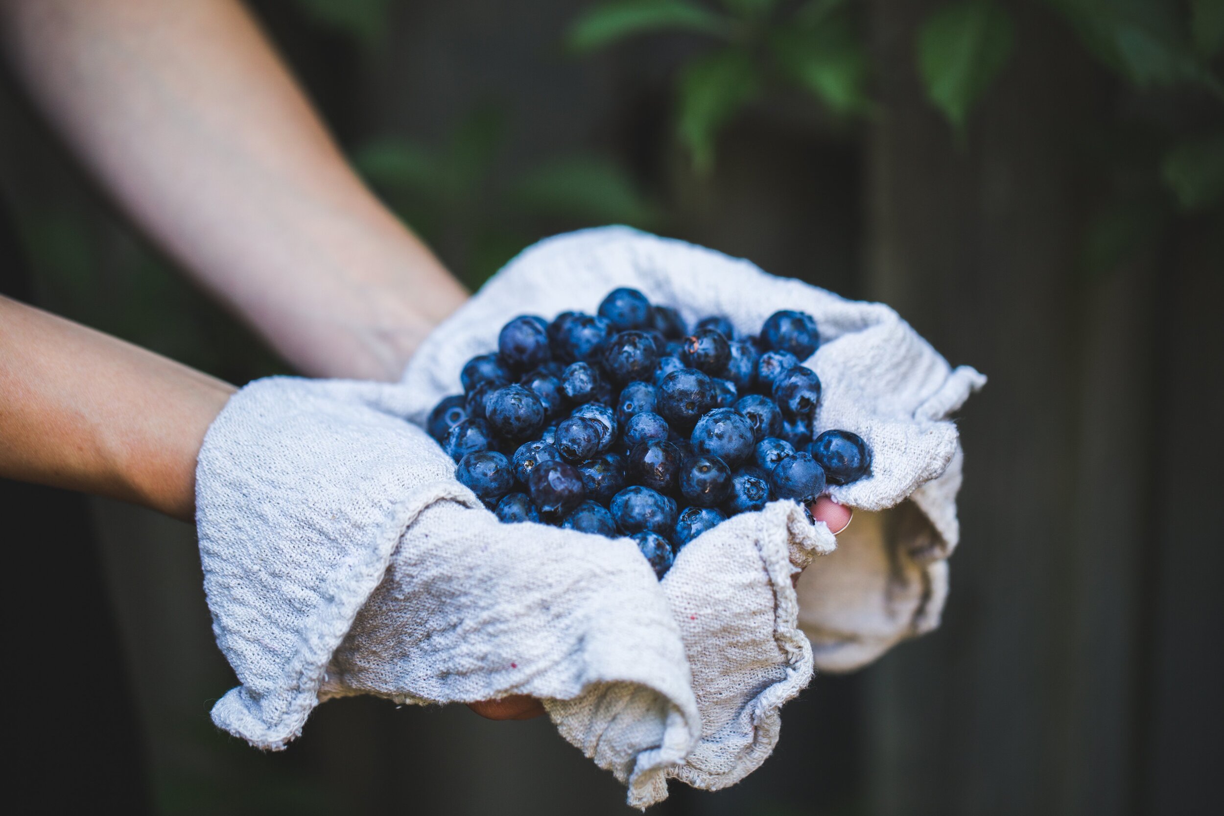 Teatowel with blueberries.jpg