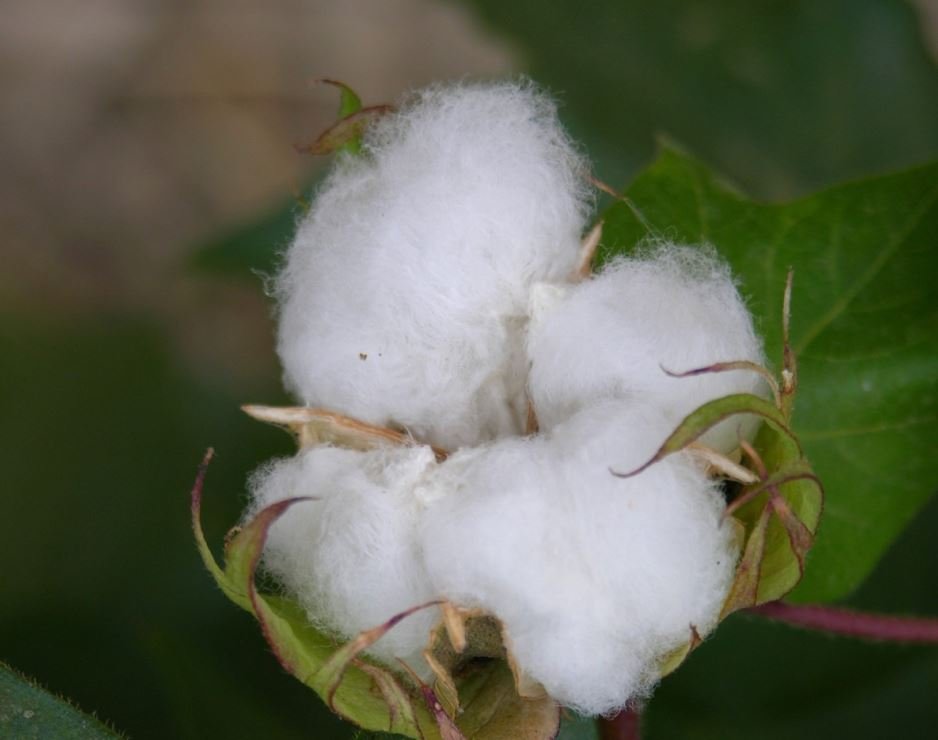 Are our sheets and towels sustainable?