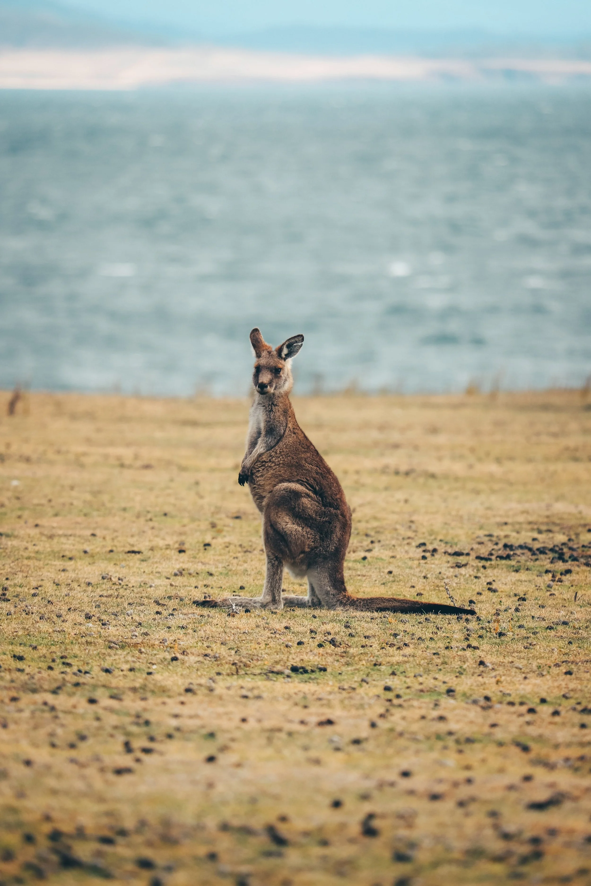 100% Aussie Owned and Operated