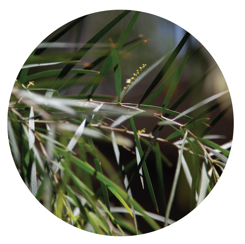 Existing Species May Contain Seeds