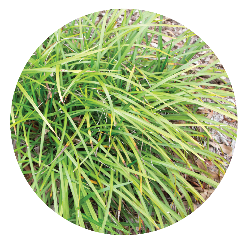 Existing Species May Contain Seeds