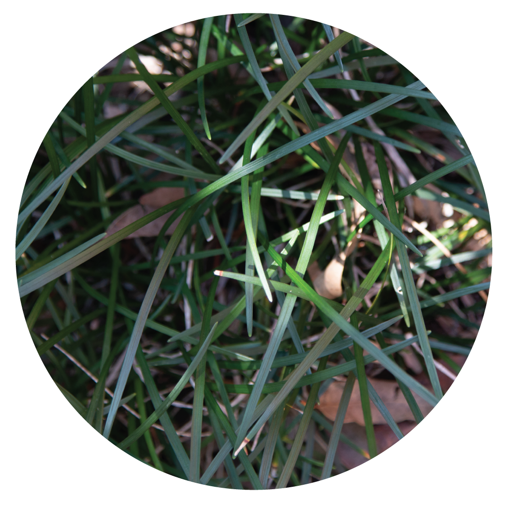 Existing Species May Contain Seeds