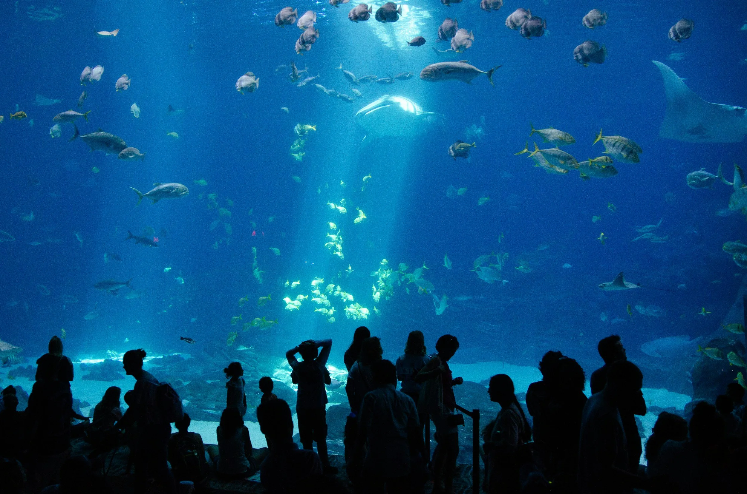 Year 3: Melbourne Aquarium Excursion