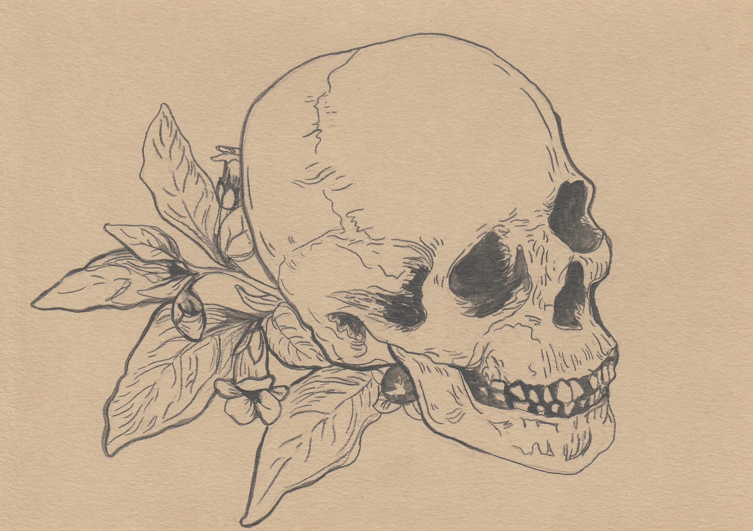 belladonna scan.jpg