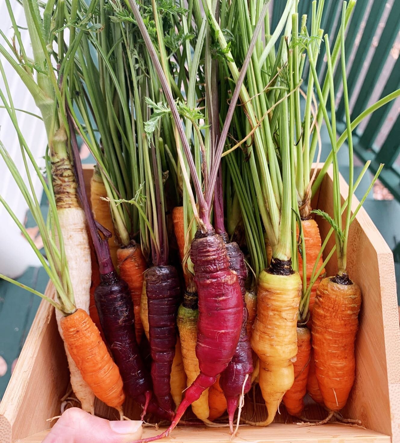 Our first harvest of homegrown heirloom carrots. From our paddock to your plate 🥕