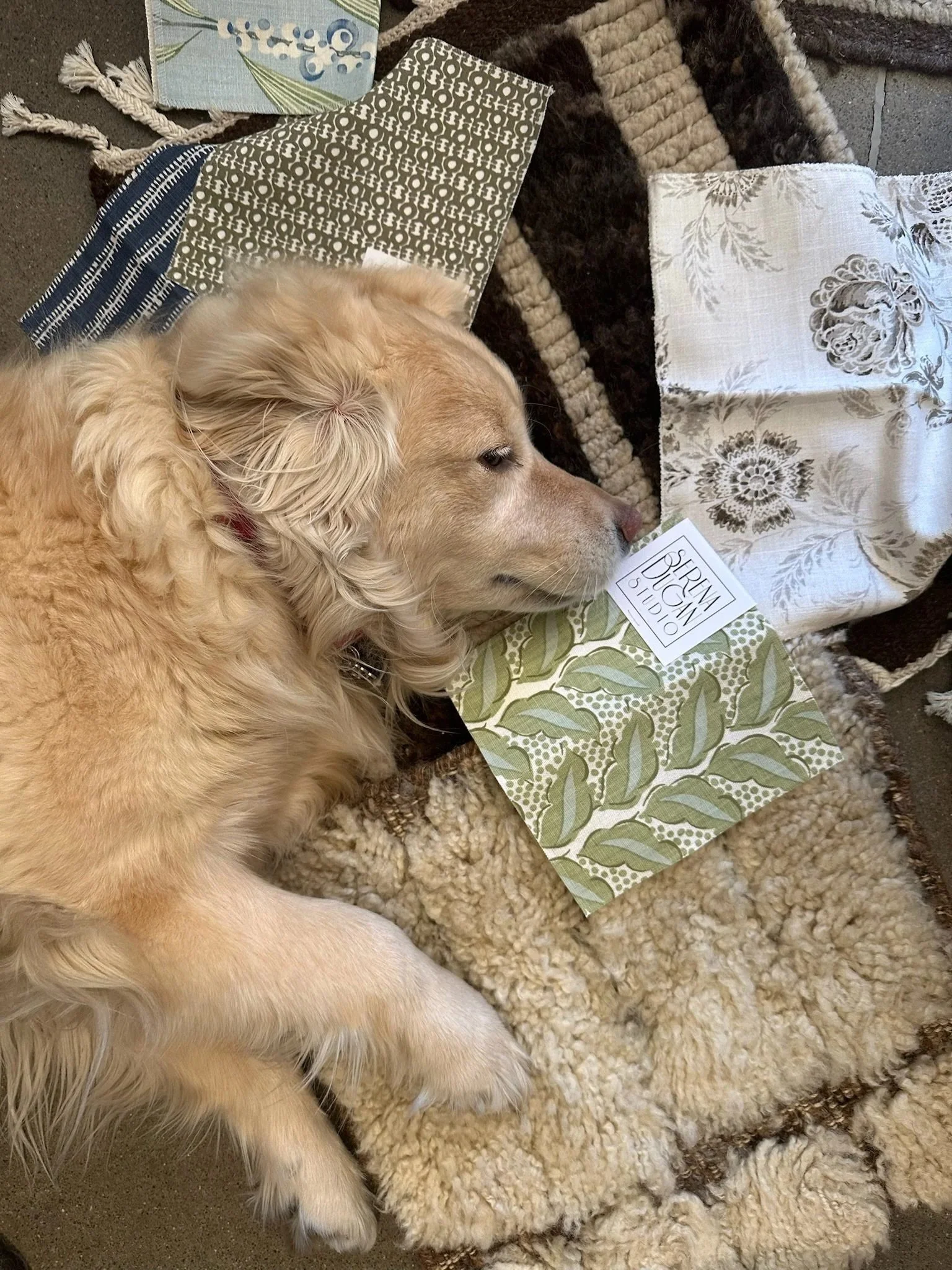 A golden retriever dog lying on a cozy rug surrounded by various fabric swatches