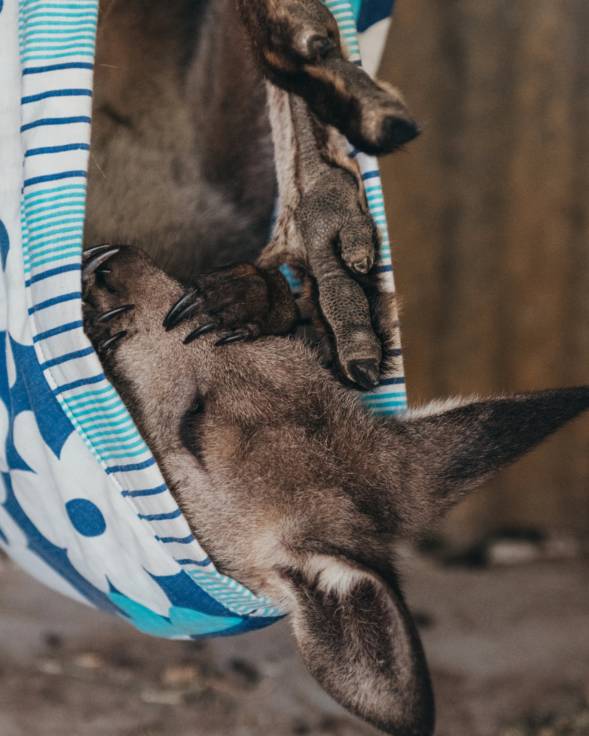 Ethical Outback Lambswool Blanket