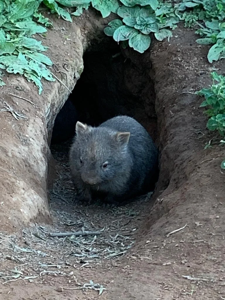 WhatsApp Image 2021-11-07 at 3.59.46 AM.jpeg