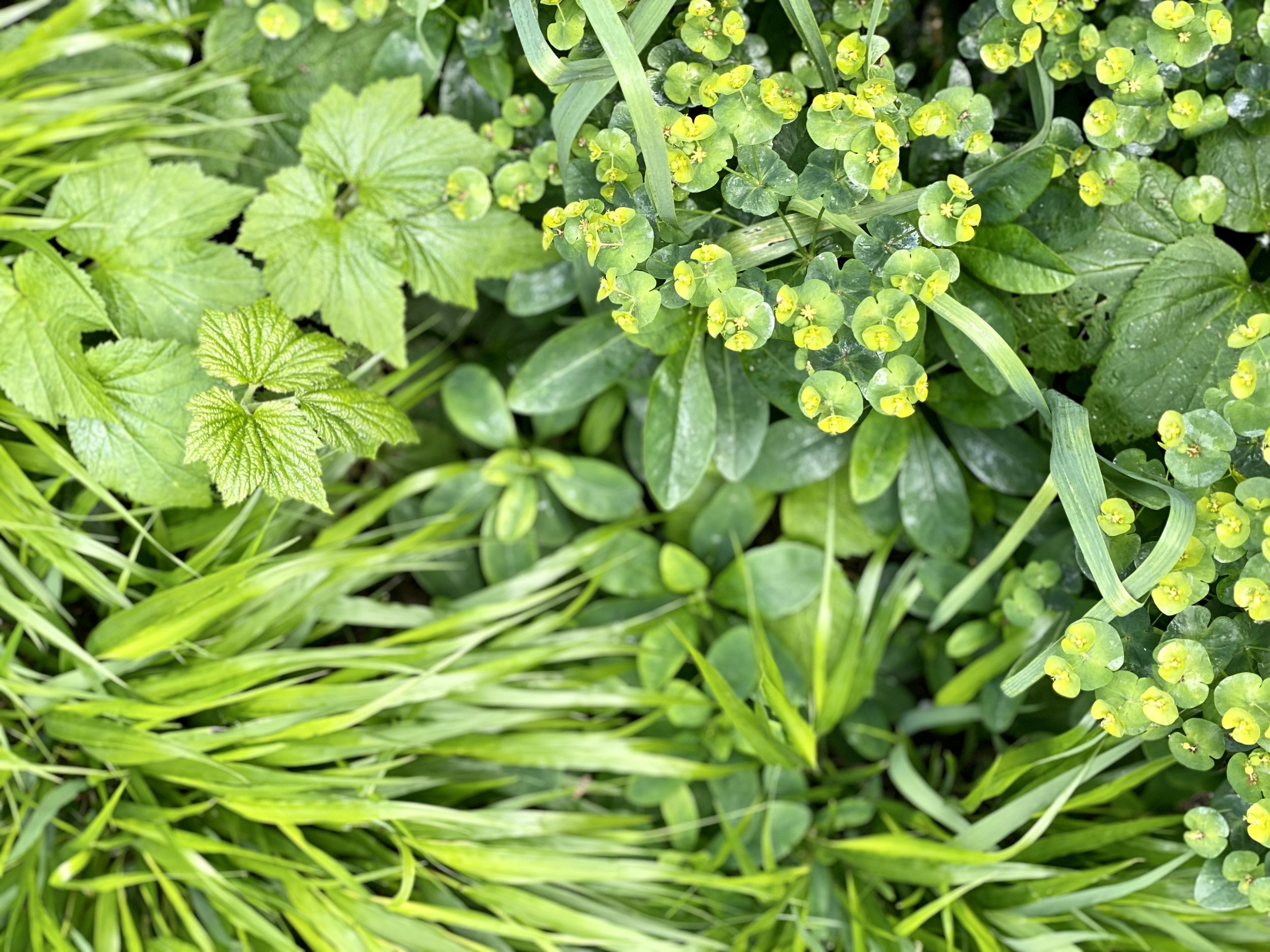 Jaren 30 tuin tuinontwerp Studio Jacobs tuinarchitect detail beplanting