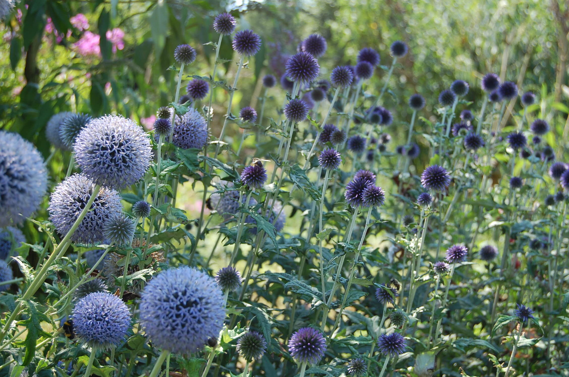 Tuinontwerp landchapstuin in de polder Echinops