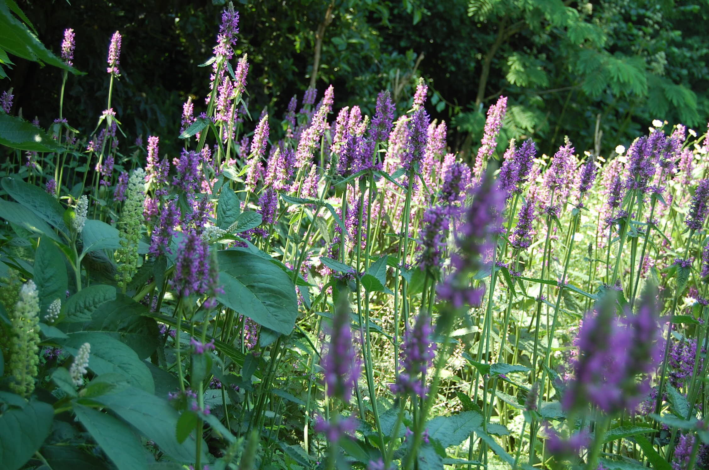 Tuinontwerp landchapstuin in de polder Agastache