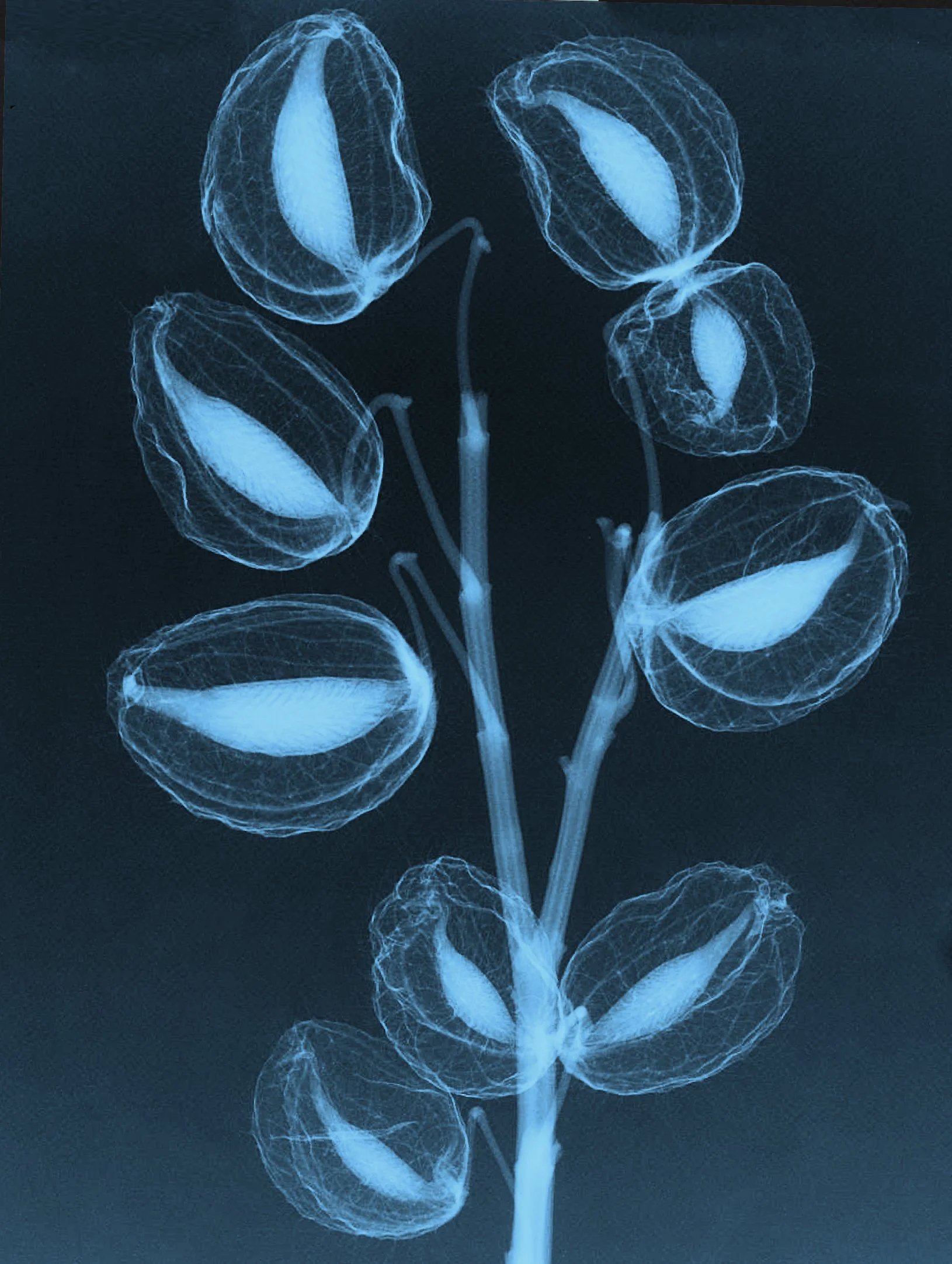 Tuinontwerp internationaal tuinen festival Chaumont-sur-Loire detail xray