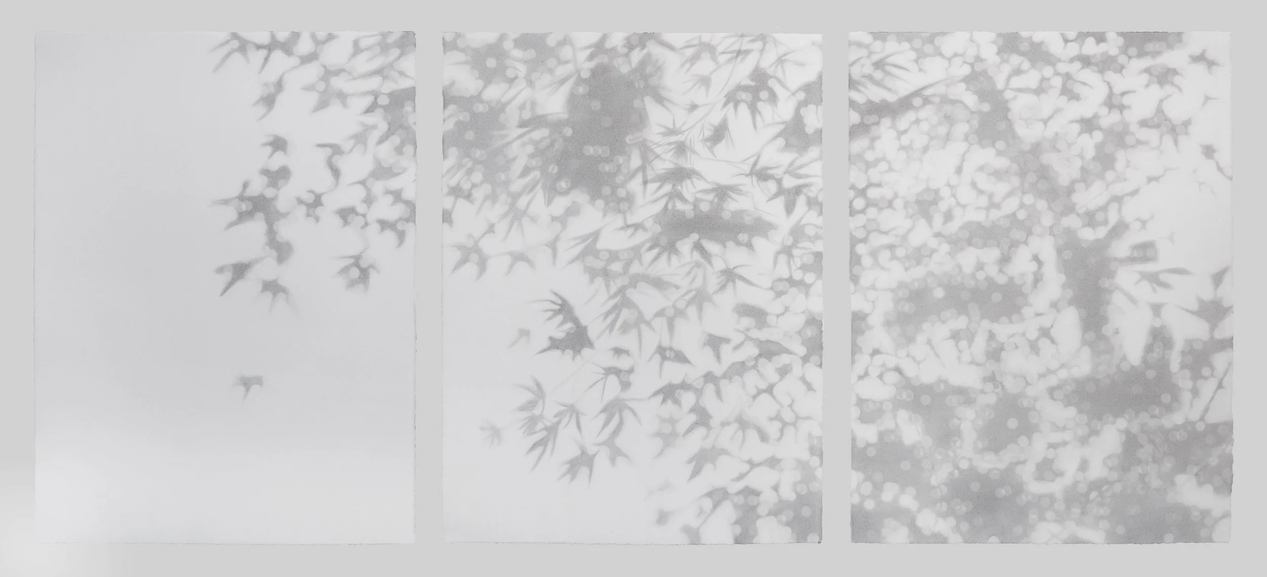 Komorebi Marple Three