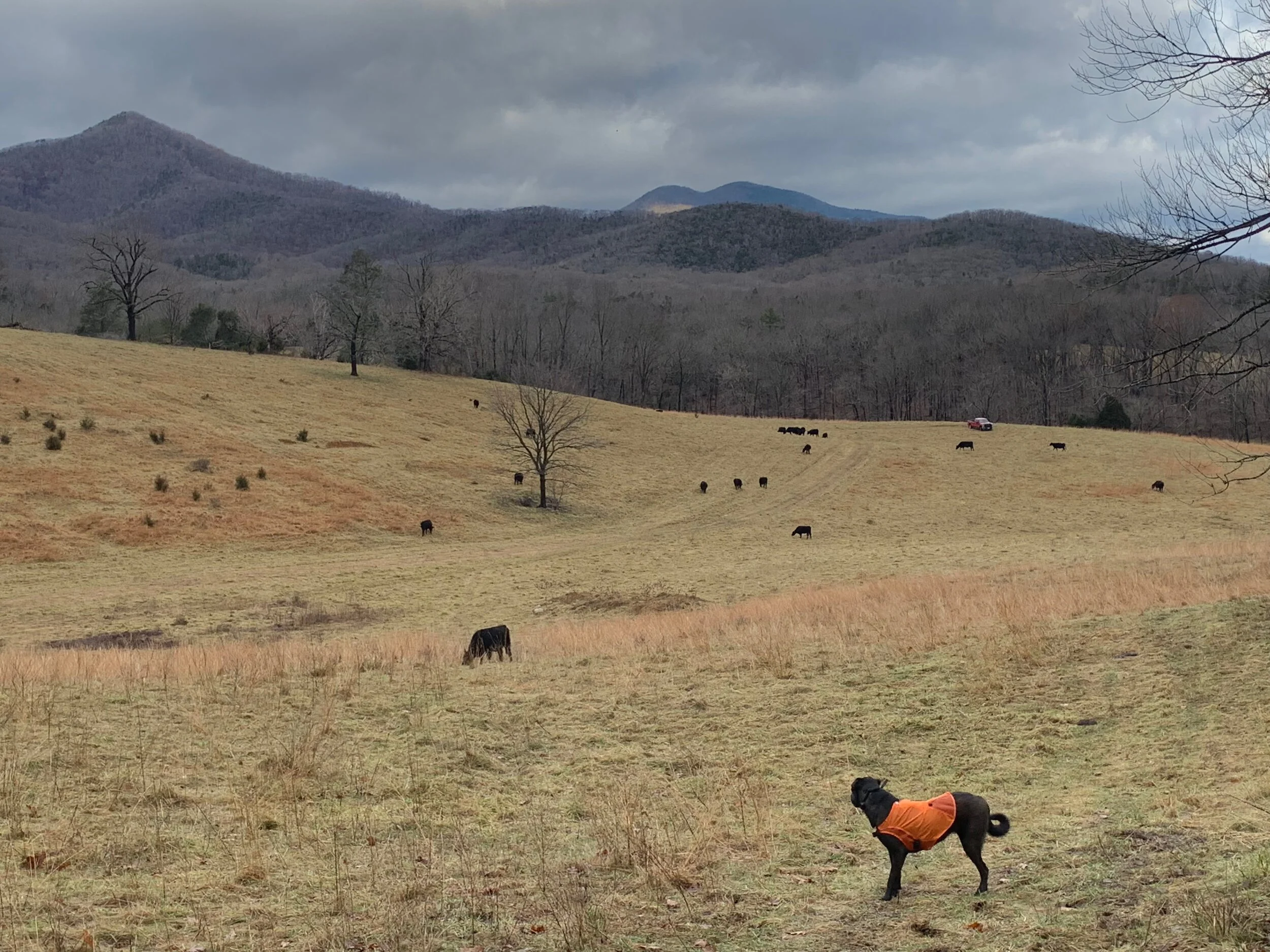 Tom Williamson - IMG_0029.JPG