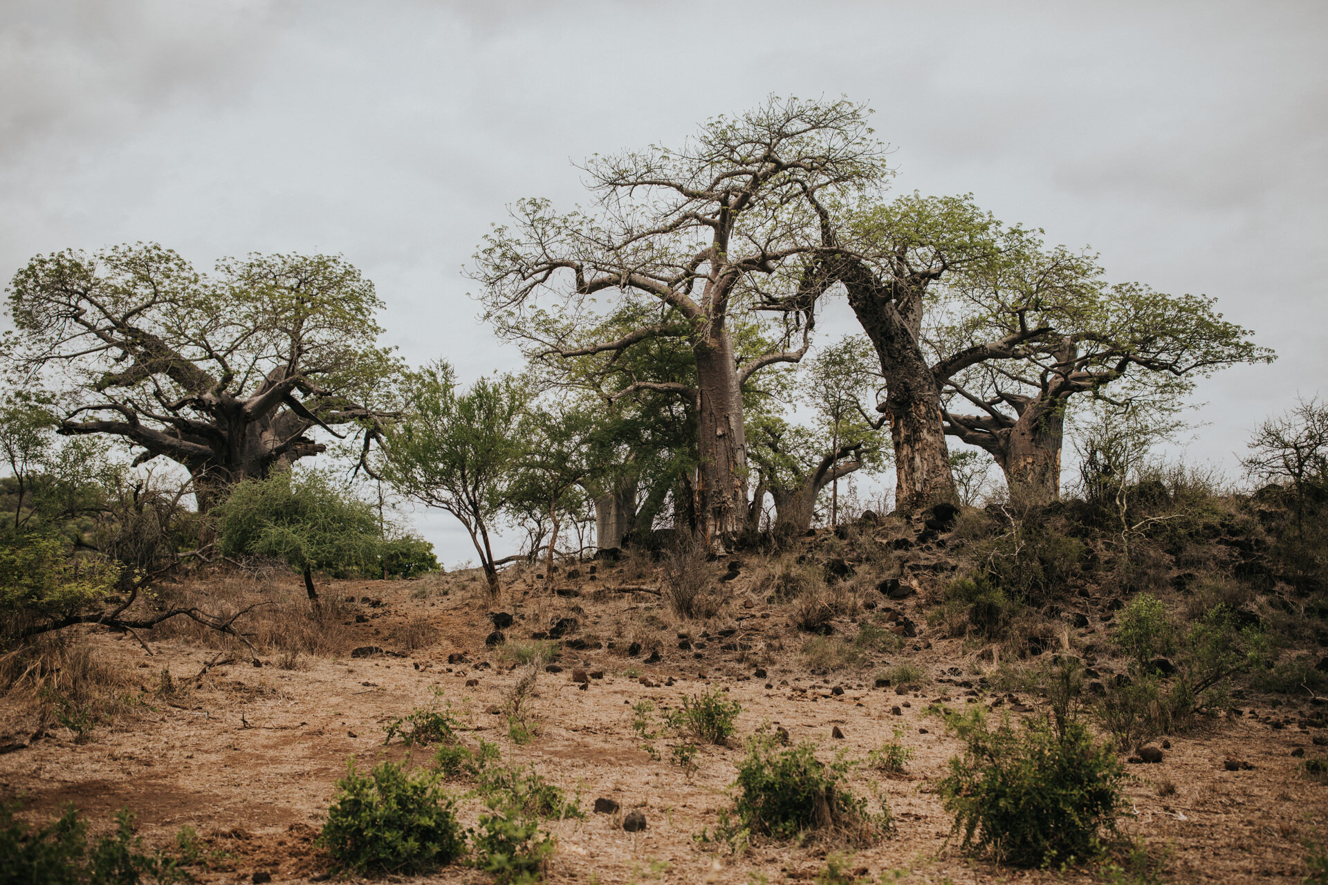 Safari Wedding Kruger National Park South Africa 01.jpg