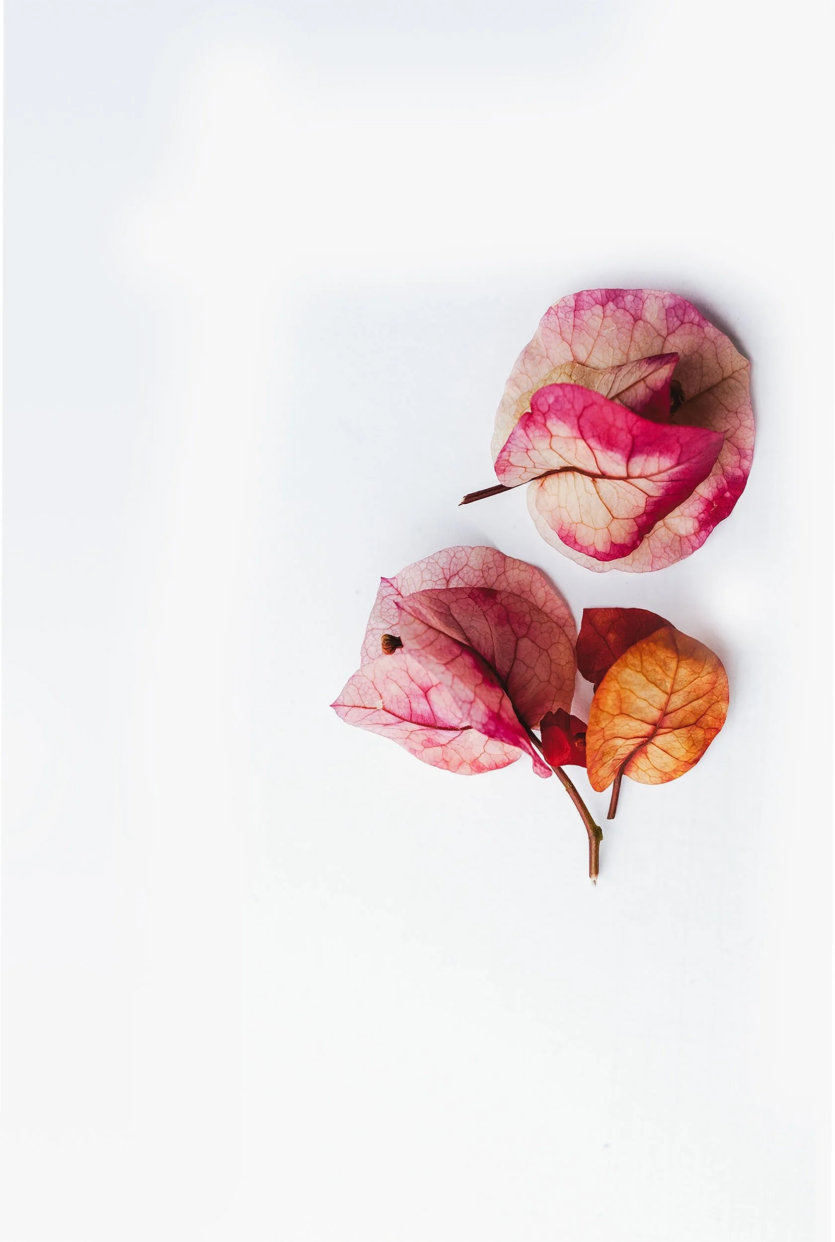 昏迷（こんめい）