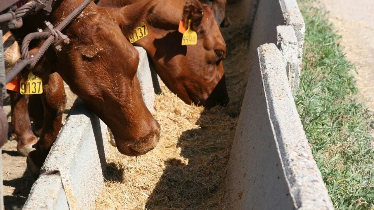 The Pens That Don't Hit: What the Science Says About Dry Lot Performance Drag