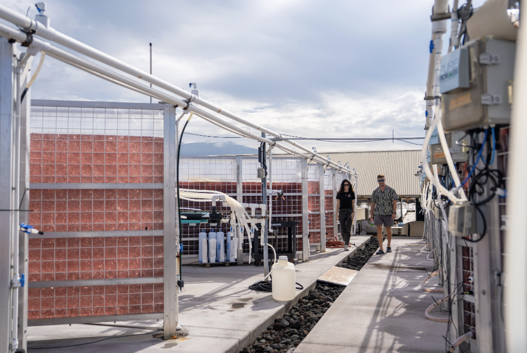 Rooted in Hawaiʻi, Growing for the Future: Why Symbrosia Is Expanding SeaGraze® Production