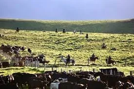 Parker Ranch Credits