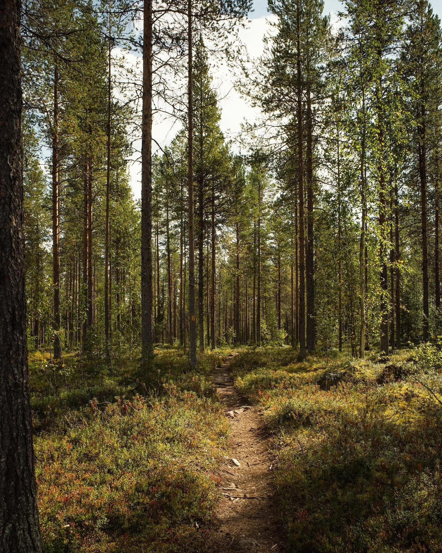 Karhunkierros trail, 82km from Hautaj&auml;rvi to Ruka in the heart of Finland 🇫🇮