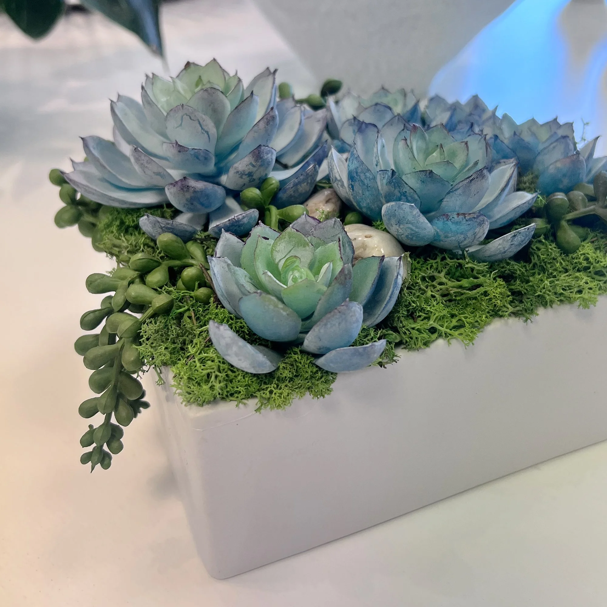 LowSquareSuccs_Faux2.jpg