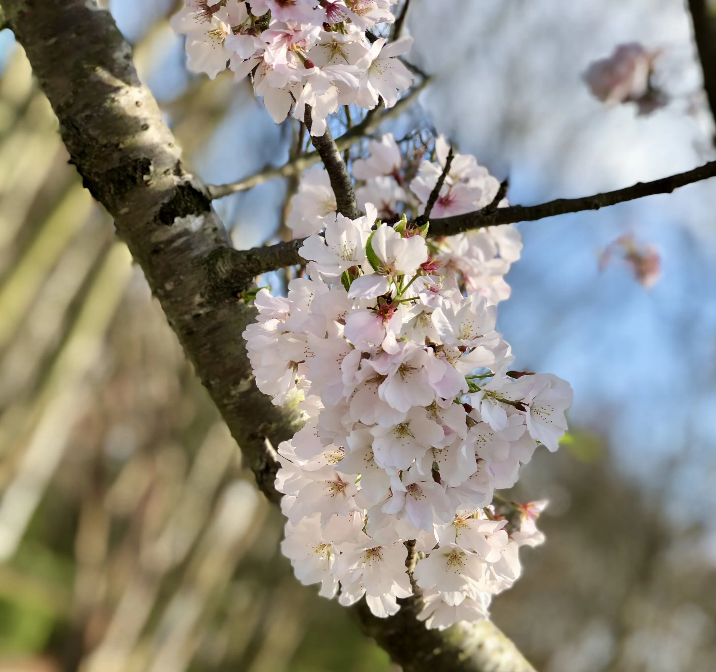 Glorious Hope in Despair