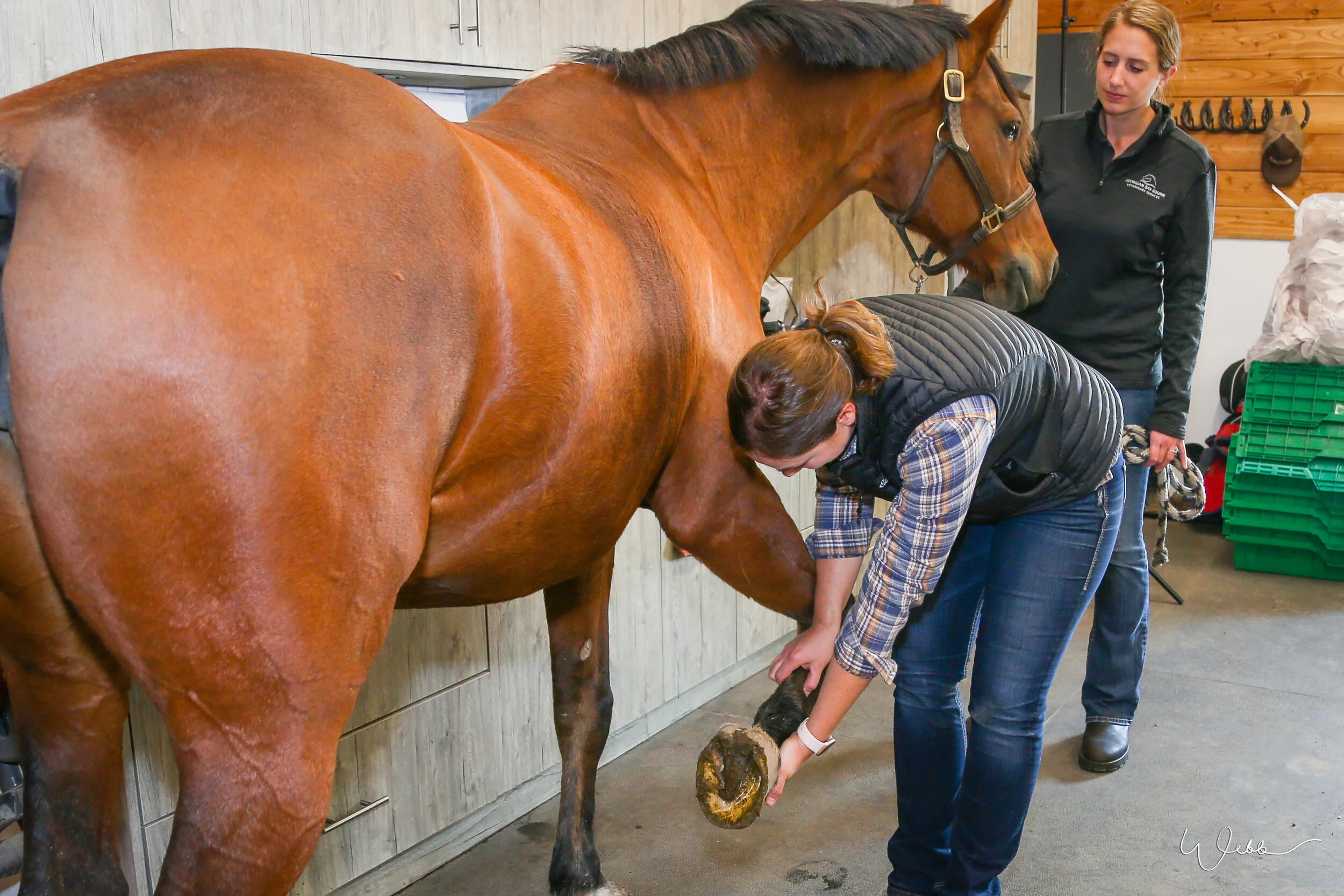 Equine Pre Ride Inspection Pre Purchase Exam — Georgian Bay Equine Veterinary Services