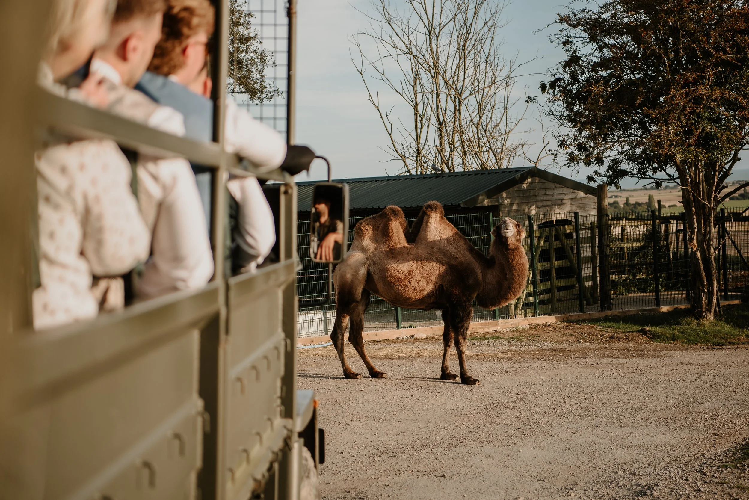 Wedding delayed due to a camel blocking the road at Port Lympne
