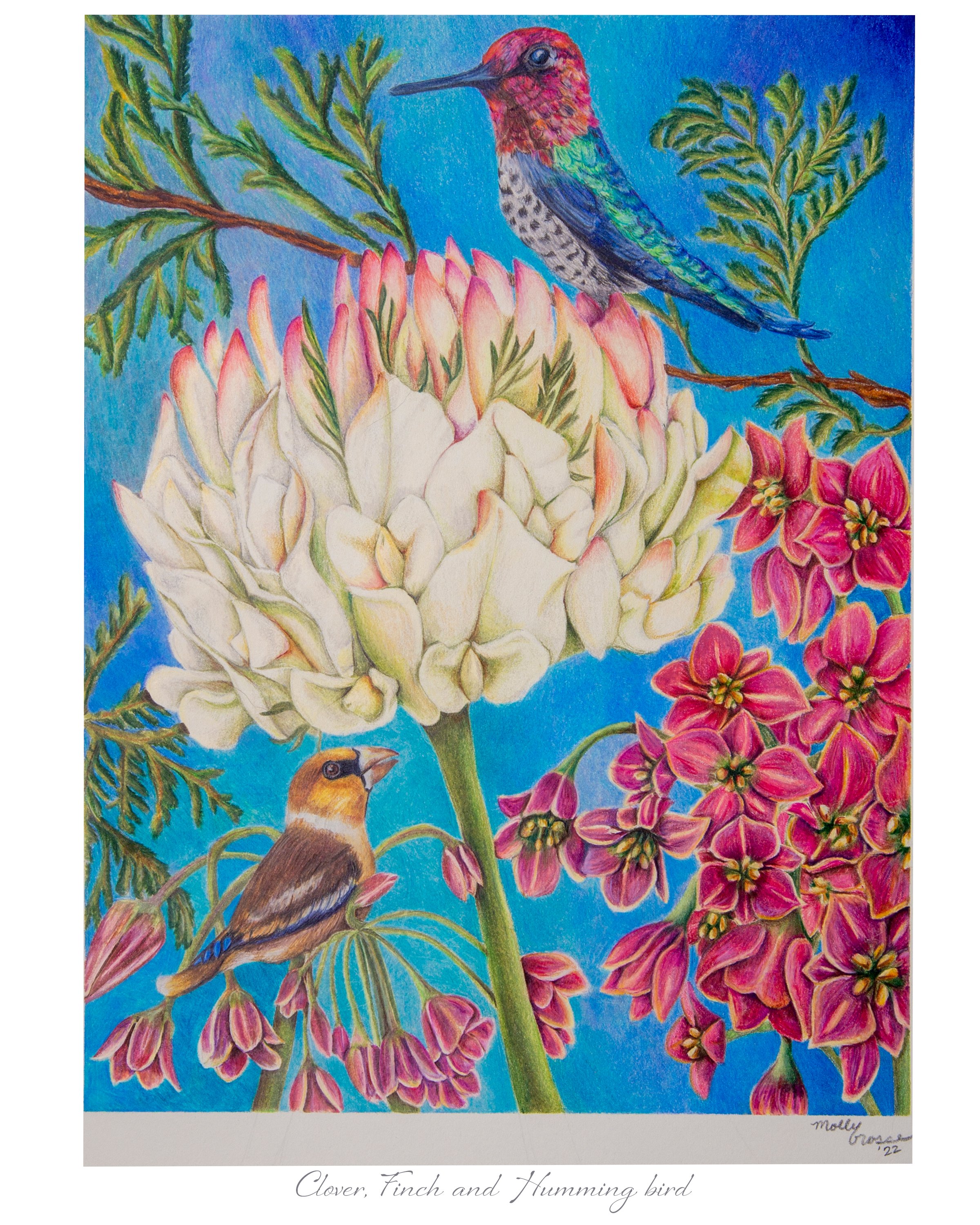 8x10 clover, finch and humming bird.jpg