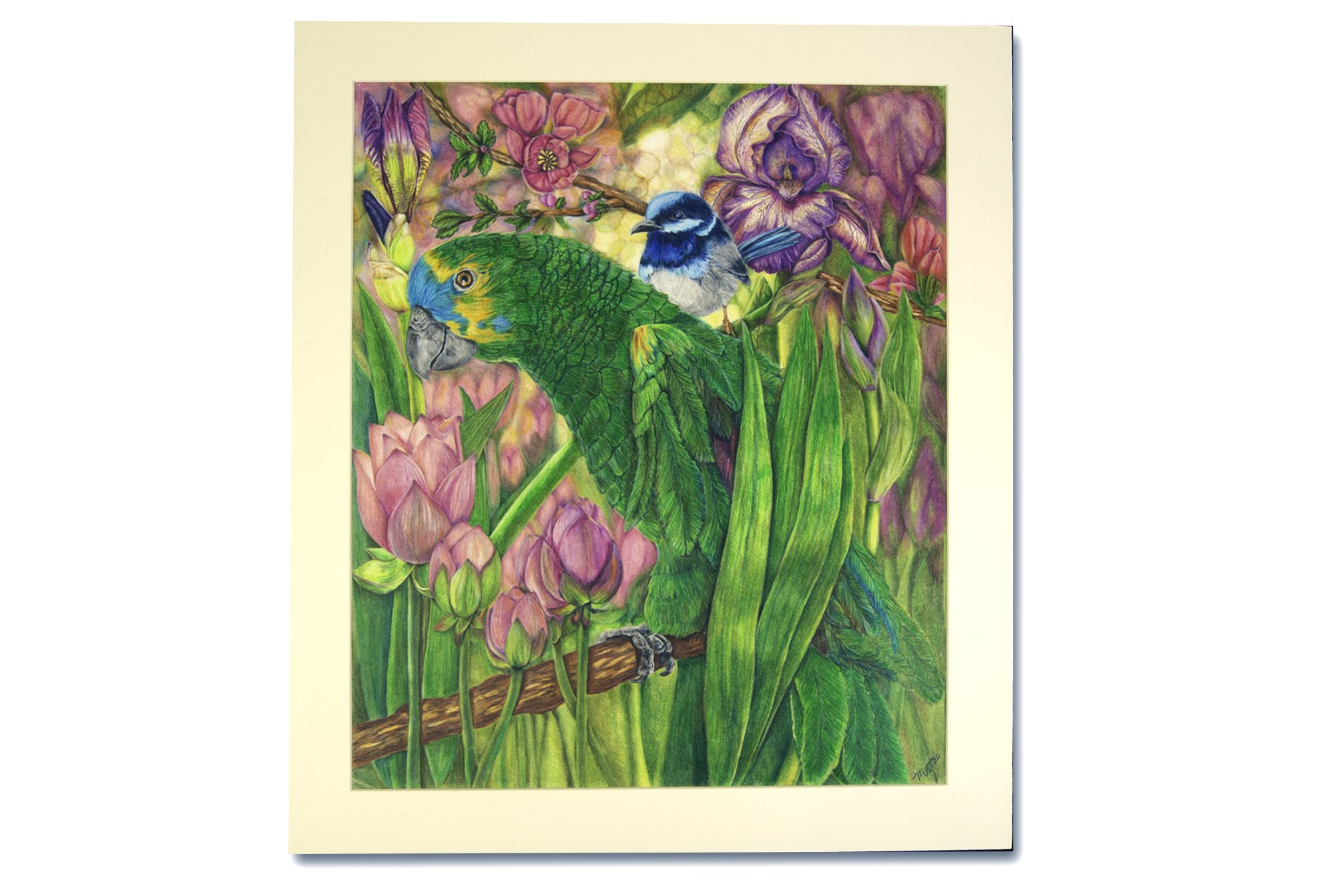 CoCo and The Fairy Wren
