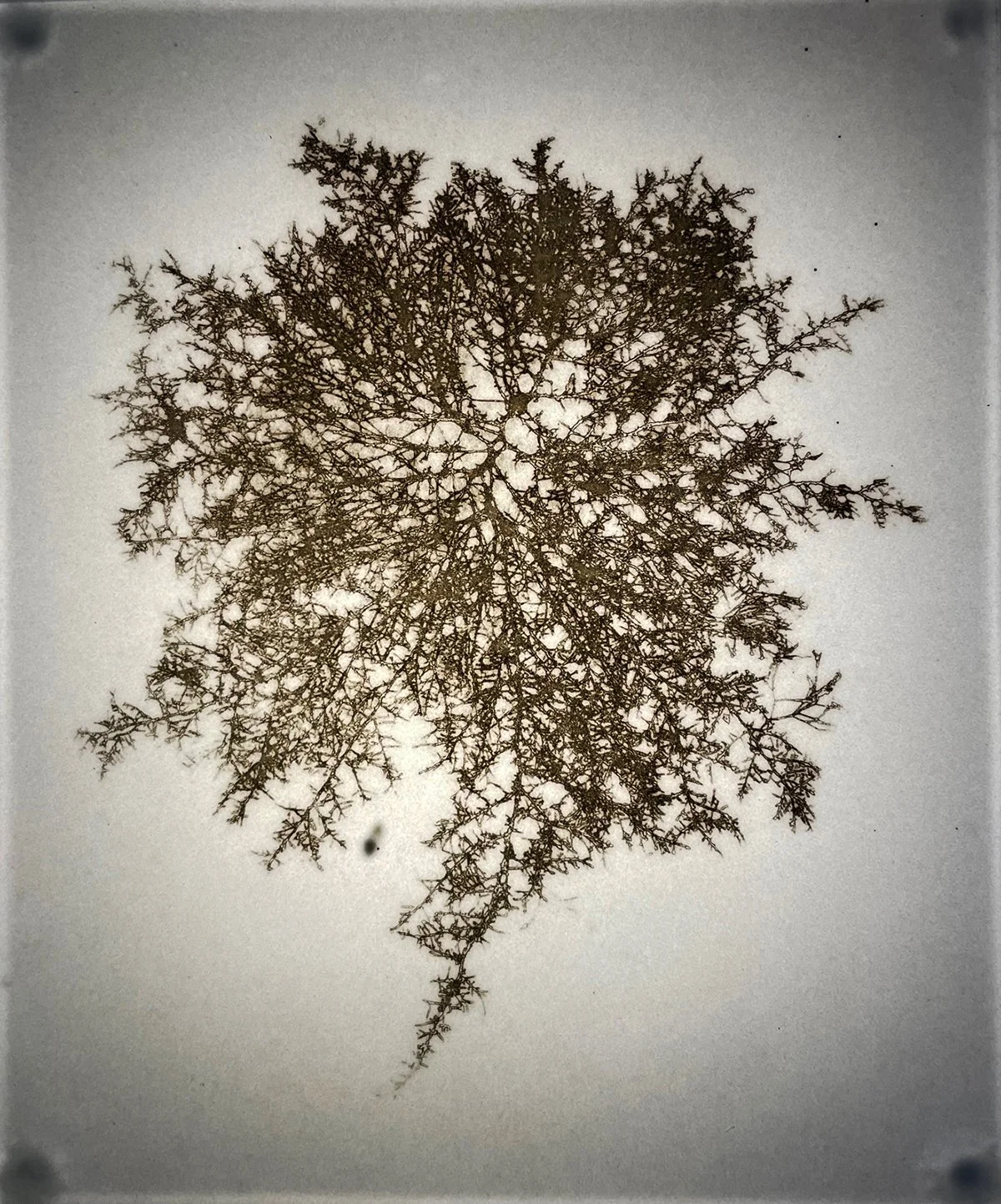 Neuron Forest