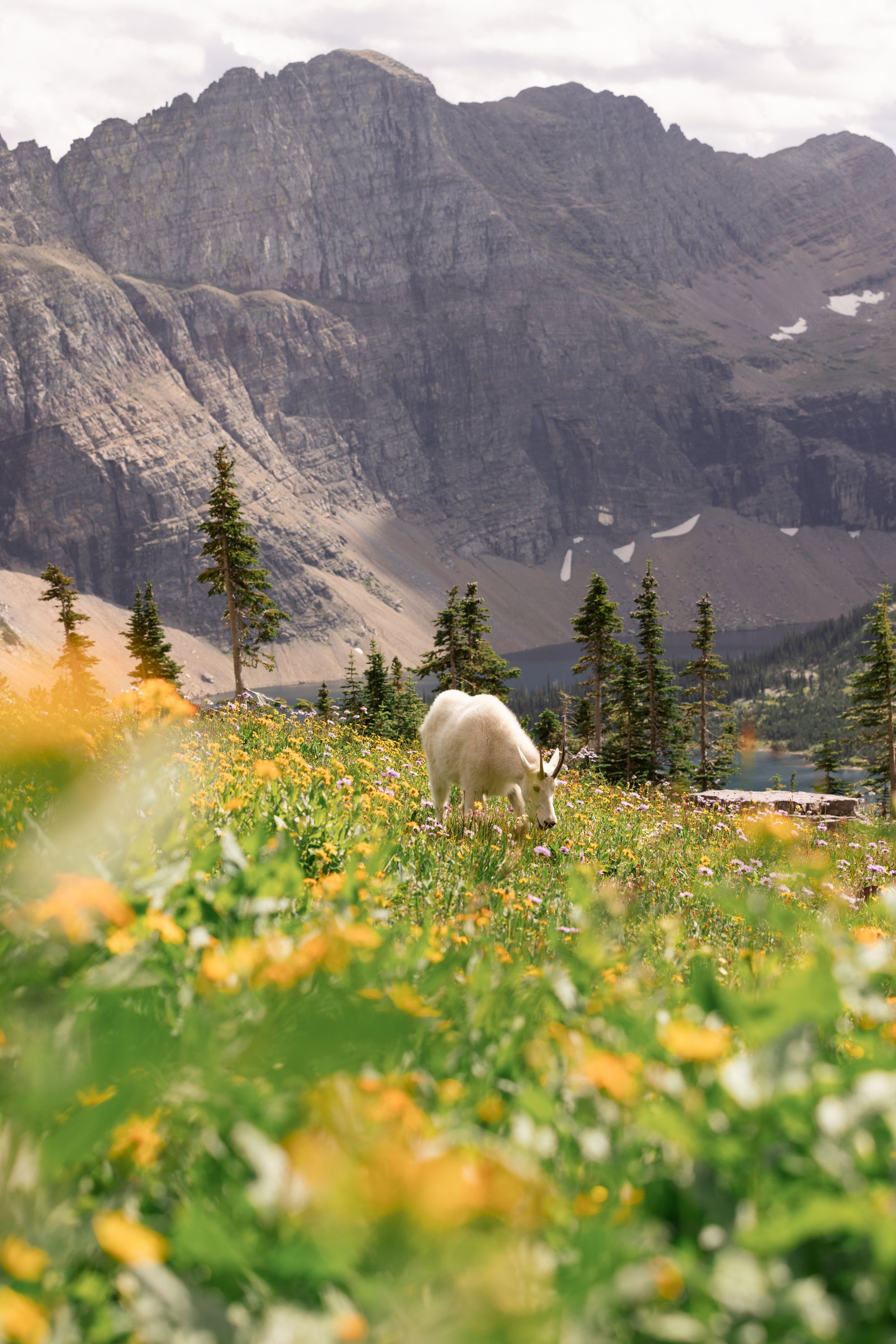 Glacier_2025-8.jpg