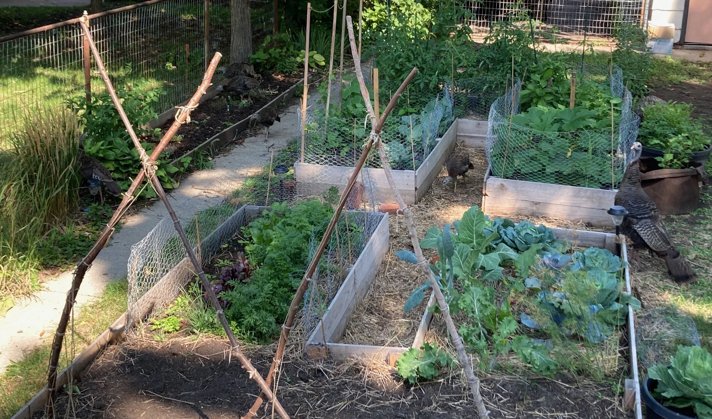 turkeys in garden.jpeg
