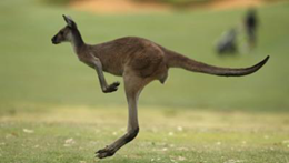 KANGAROO.png