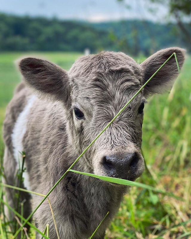 olga&rsquo;s heifer calf! 💚
-
i get quite a few questions on our highland/beltie crosses.
-
olga, xena, and bella are all 50:50 highland:belted galloway.
-
we breed them all to our highland bulls...so their calves are 3/4 highland and 1/4 beltie.
-
