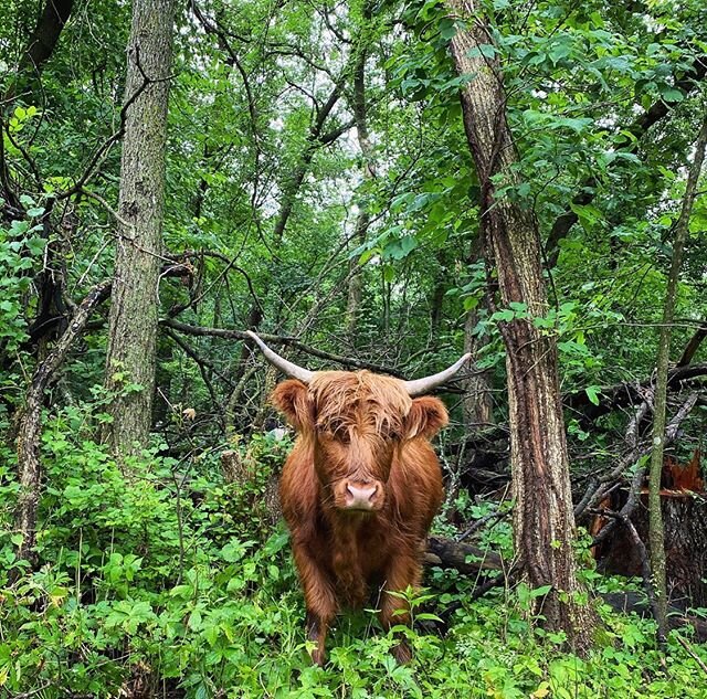 my favorite place to be on the farm right now. 🌳🐂🌳
-
-
-
-
-
-
-
-
-
#silvopasture #regenerativeagriculture #regenerativefarming #agroforestry #highlandcattle #highlandcows #highlandcowsofinstagram #bebe #lifeouthere #modernfarmer #youngfarmers #l