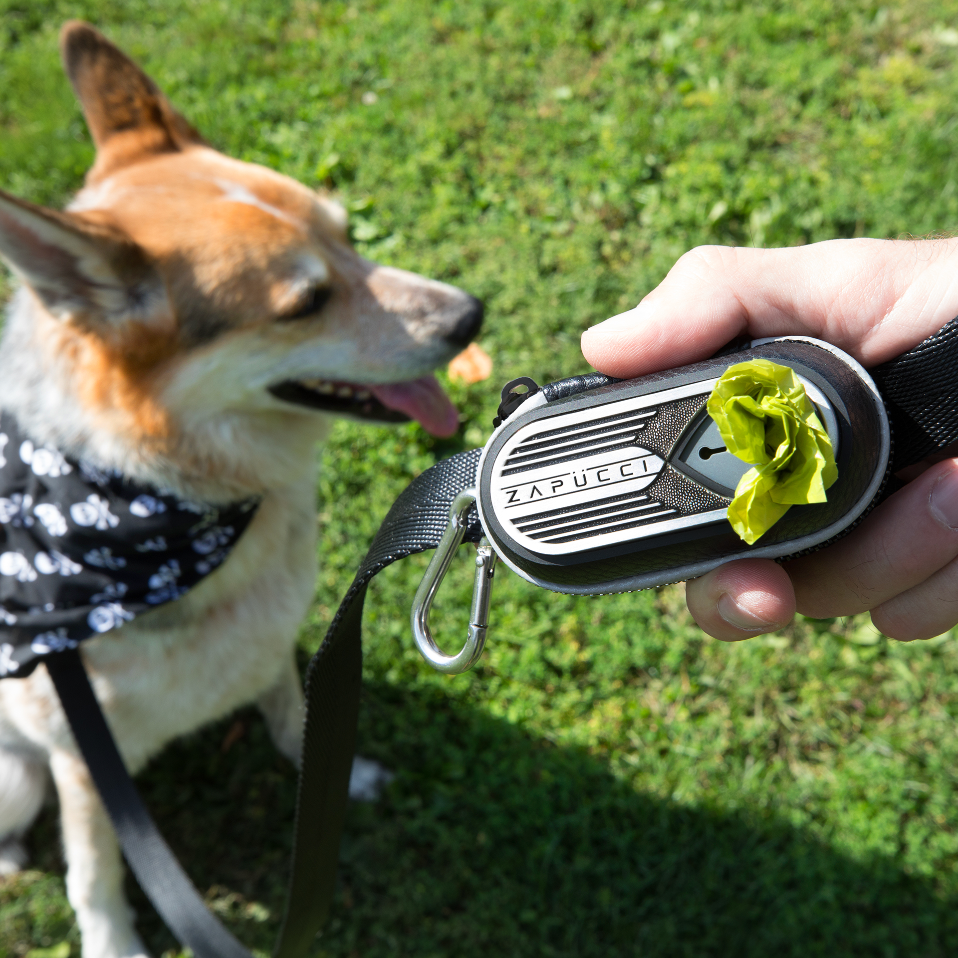 zapucci-outside-on-leash-with-dog.png