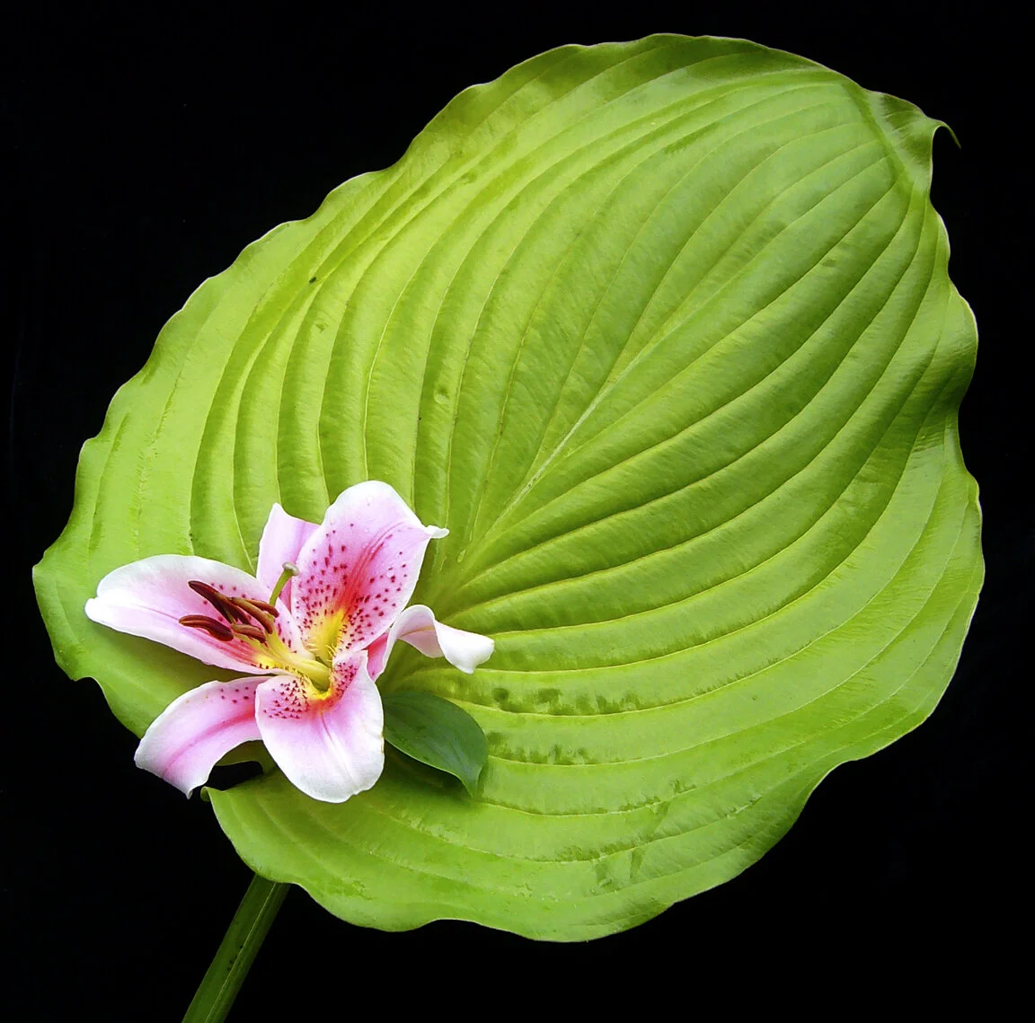 bigleaf14.jpg